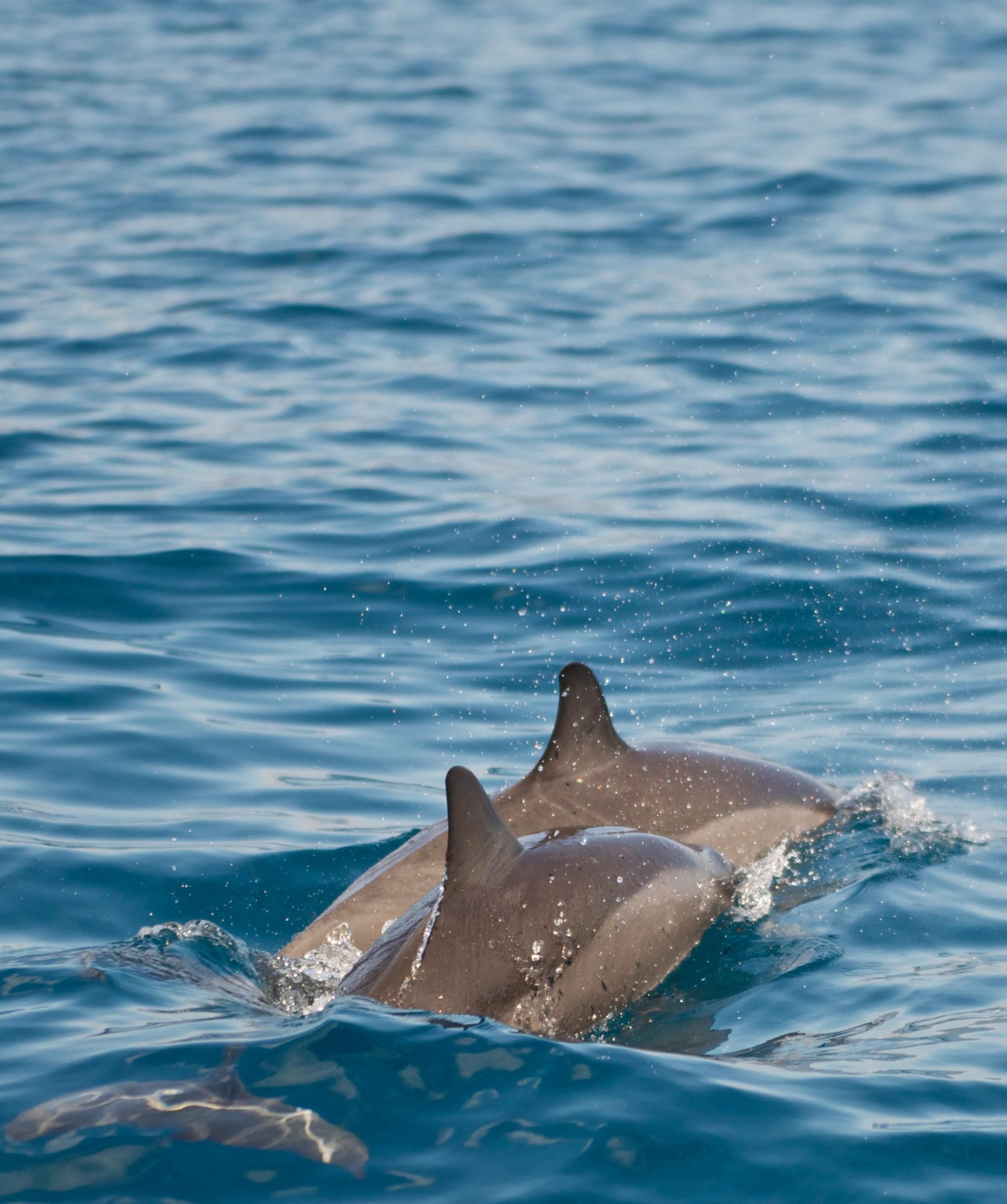 Marine excursion to the outer reef to see spotted dolphins