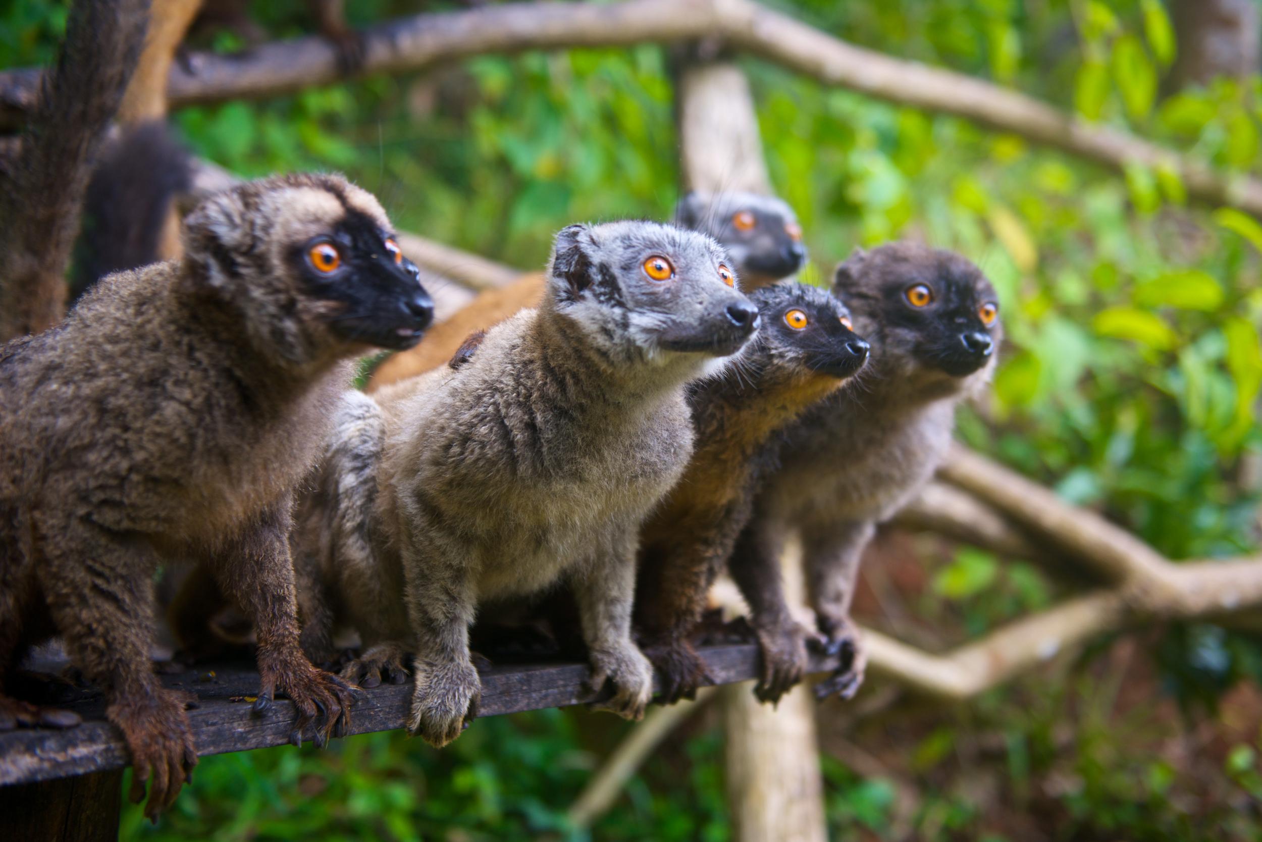 Lemurs after breakfast at Le Relais Forestier