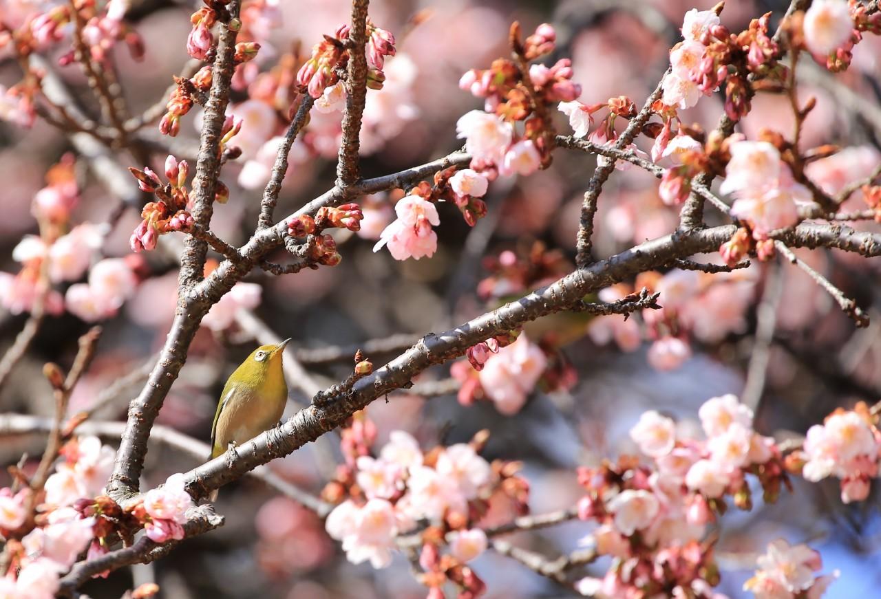 Cherry blossom season reaches Kyoto at the end of March