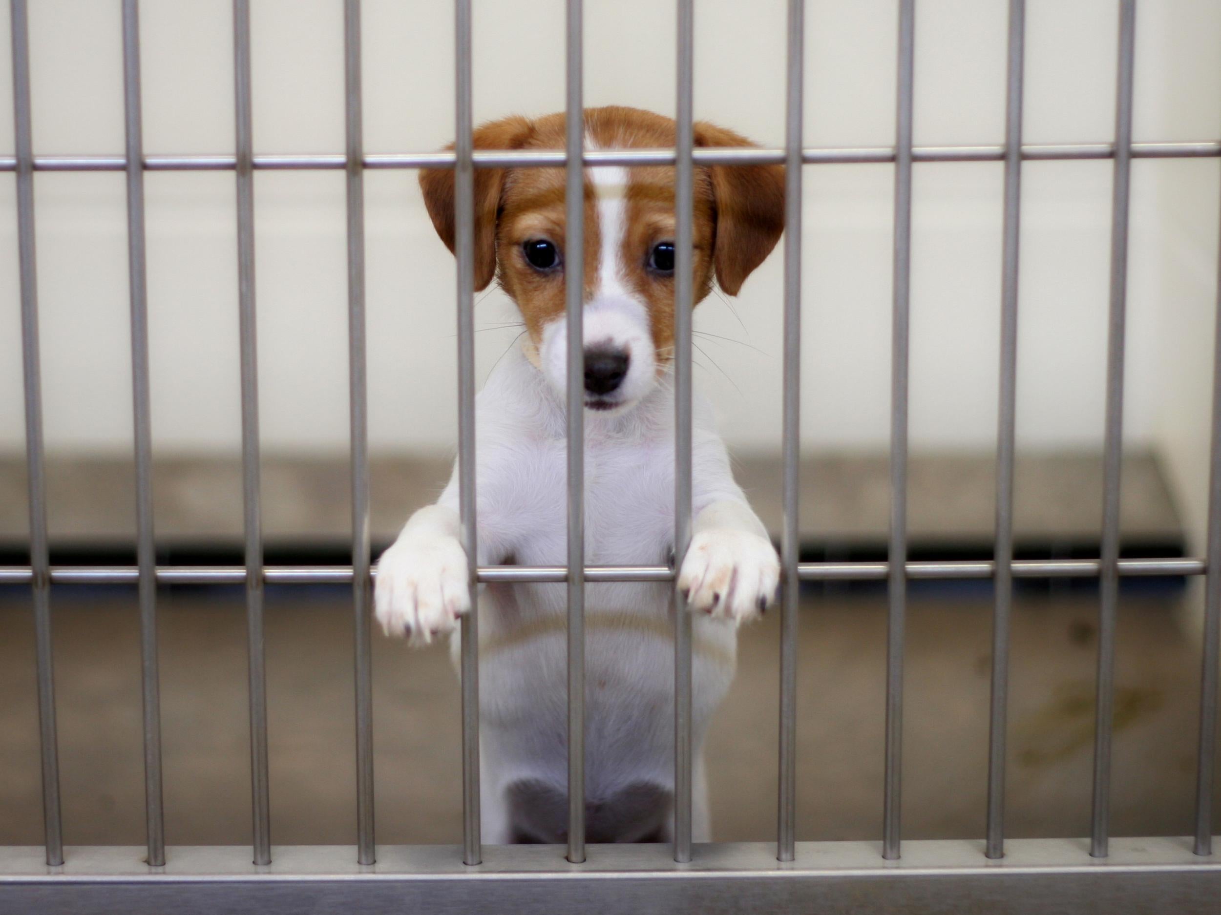 The new law is an attempt to cut down on low-welfare ‘puppy mills’