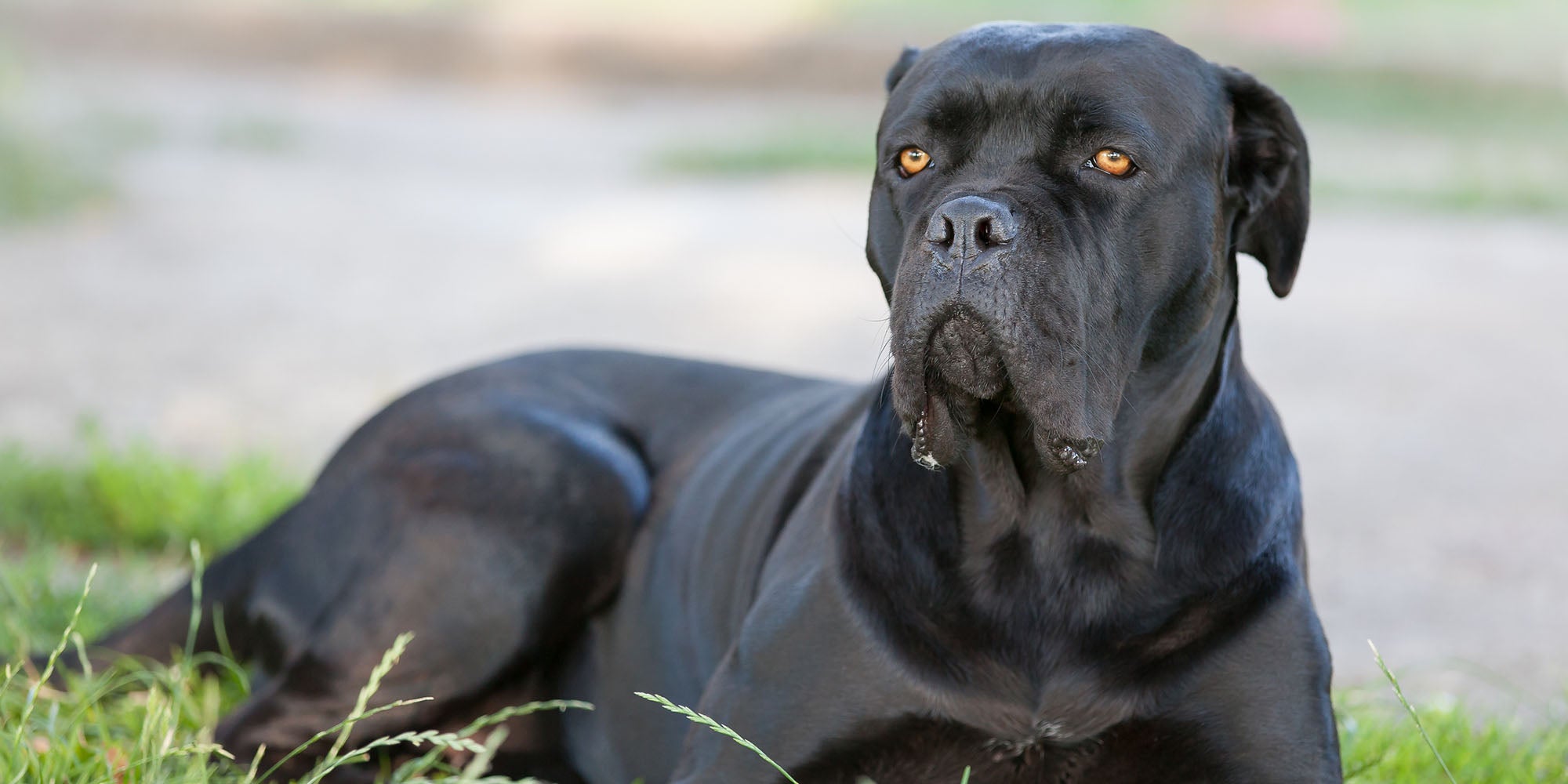 Two Cane Corso dogs have been seized after attacking their owners in two separate incidents. Stock image of a Cane Corso breed