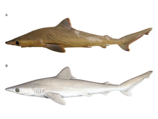 New ‘lost’ shark species may already be extinct due to overfishing