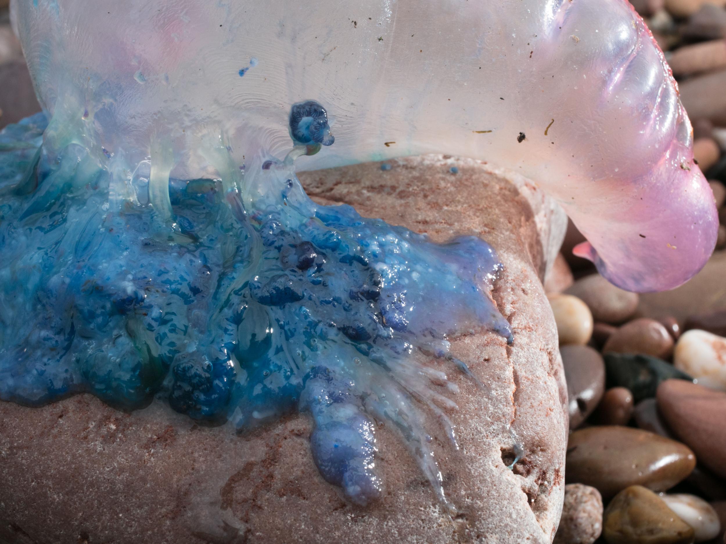 Vast numbers of bluebottle jellyfish have swarmed beaches in Queensland.