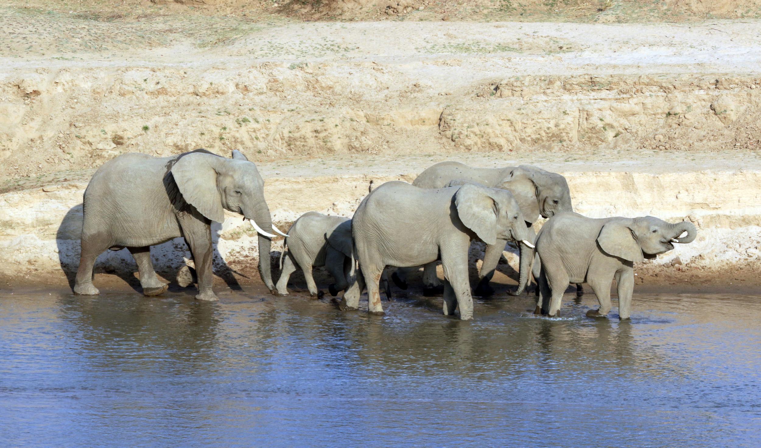 South Luangwa elephants on parade