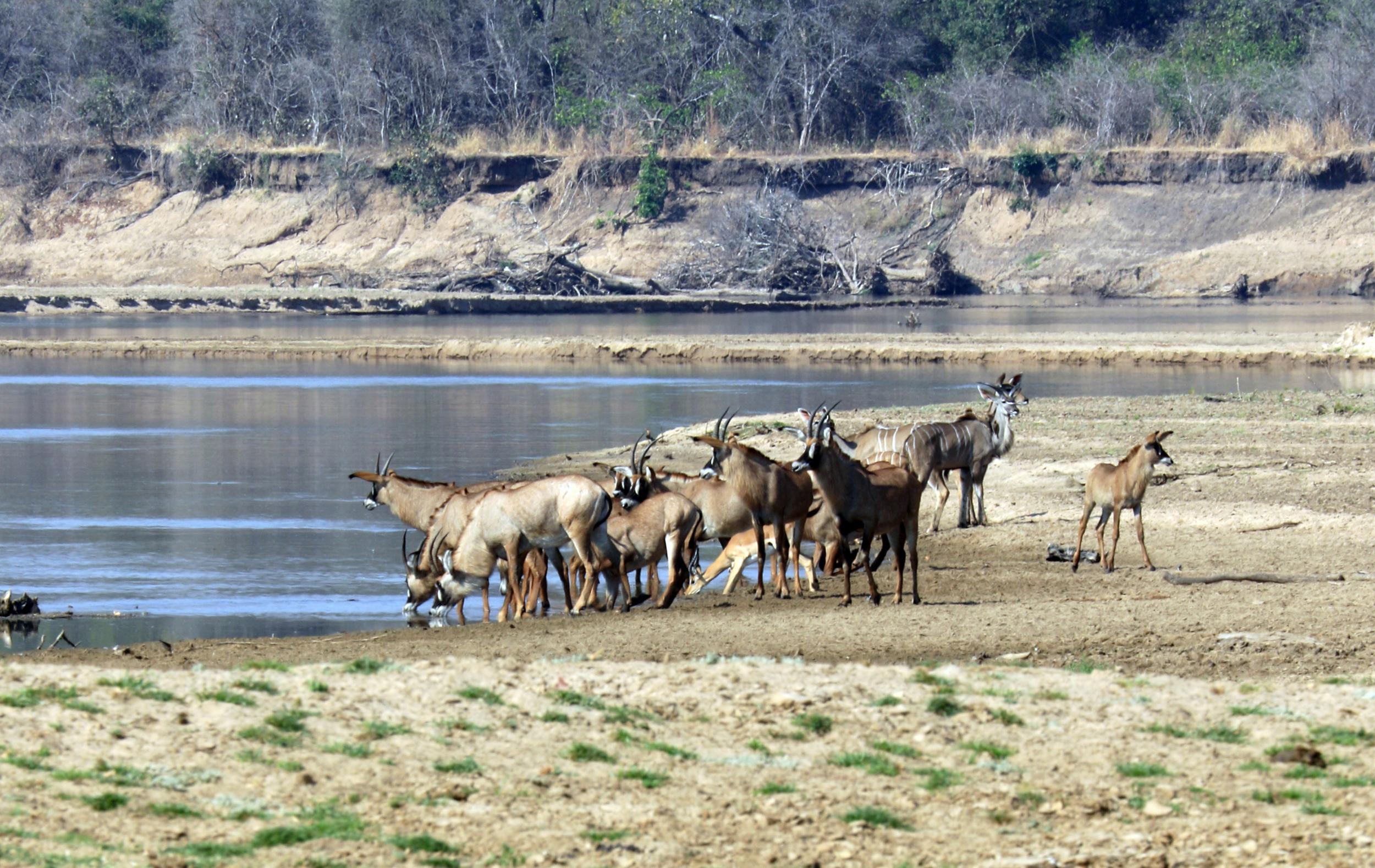 Rare mink-coloured roan antelopes