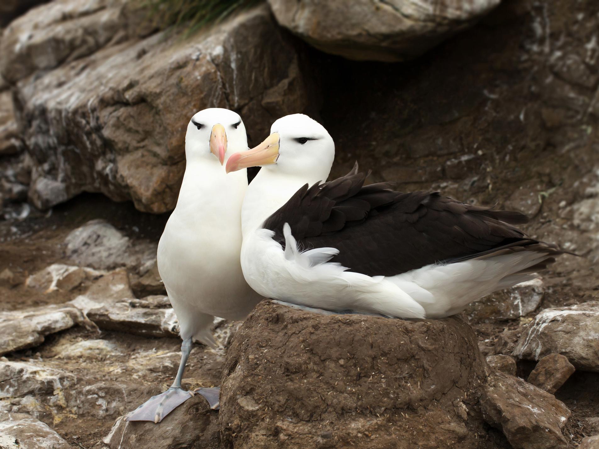 Many animals, including albatrosses, form pair bonds with other individuals to share the burden of offspring care