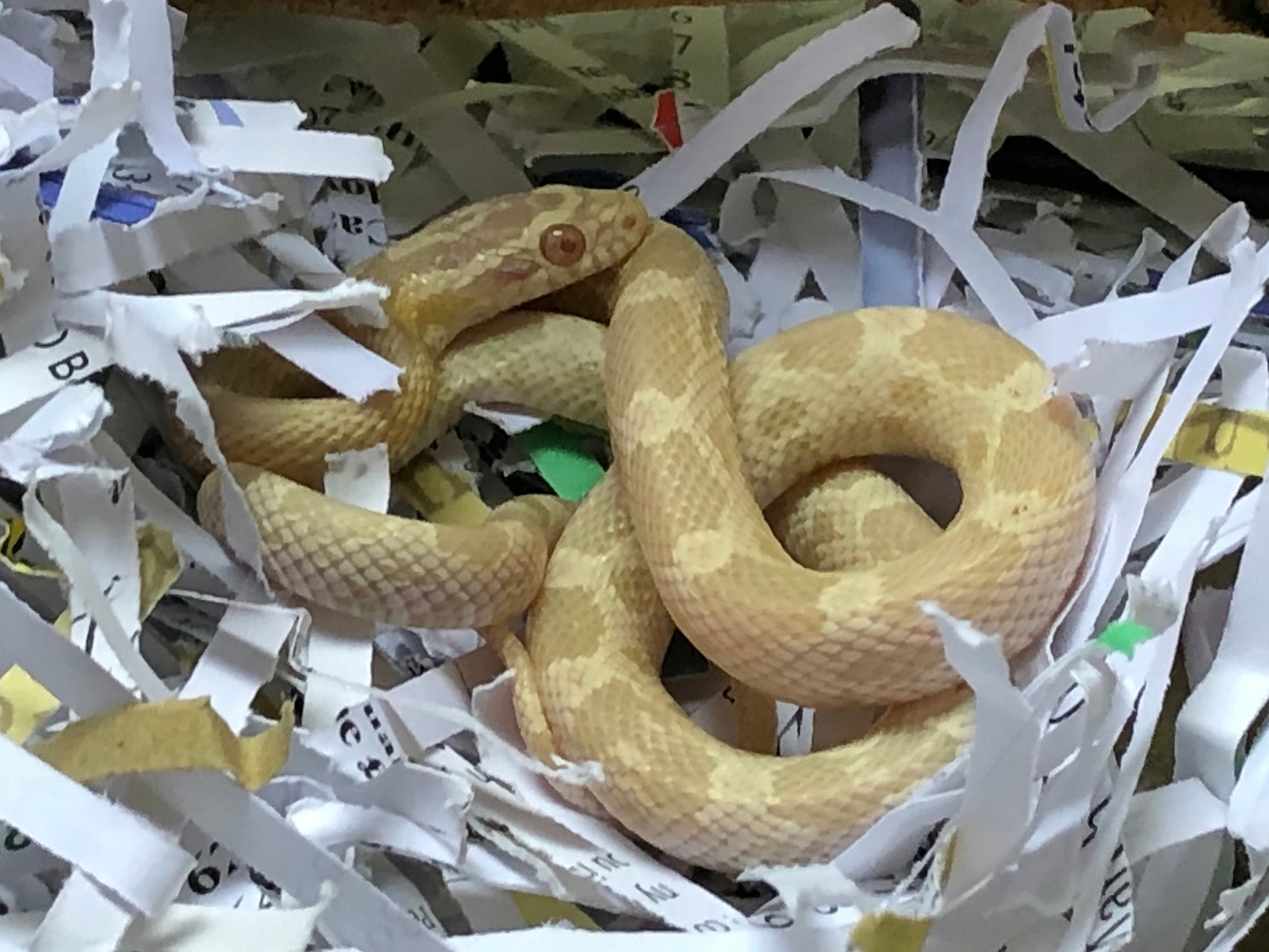 The corn snake found inside a kettle purchased from Argos in Kensington High Street, London