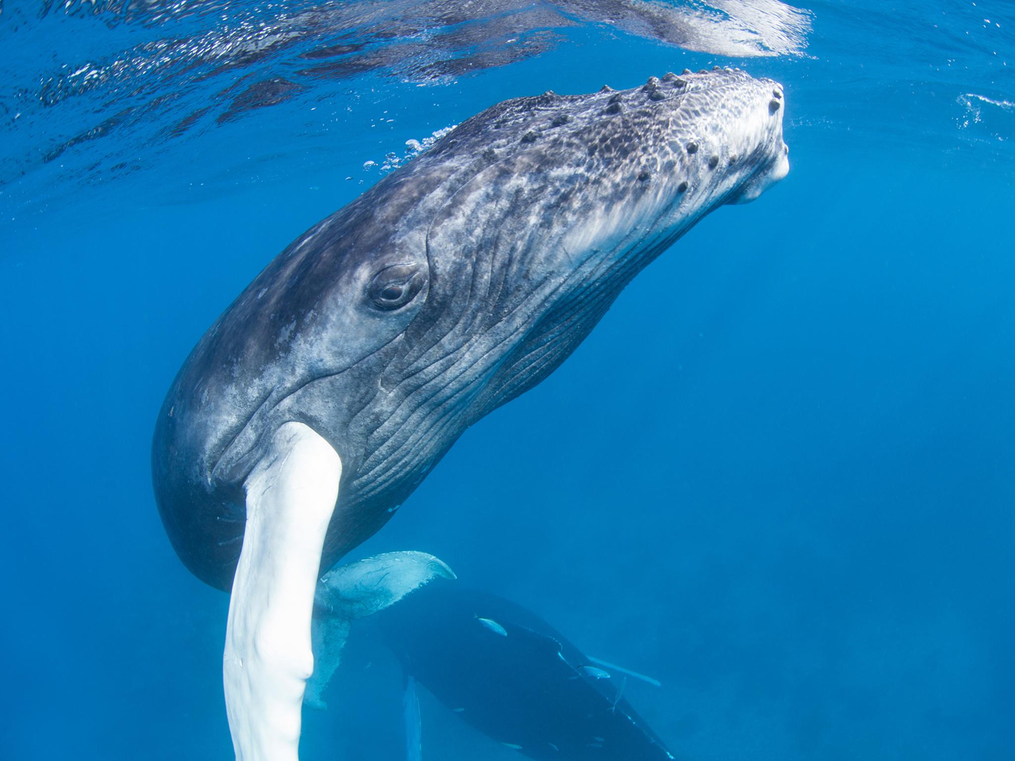 Humpbacks have been found to alter their songs over time