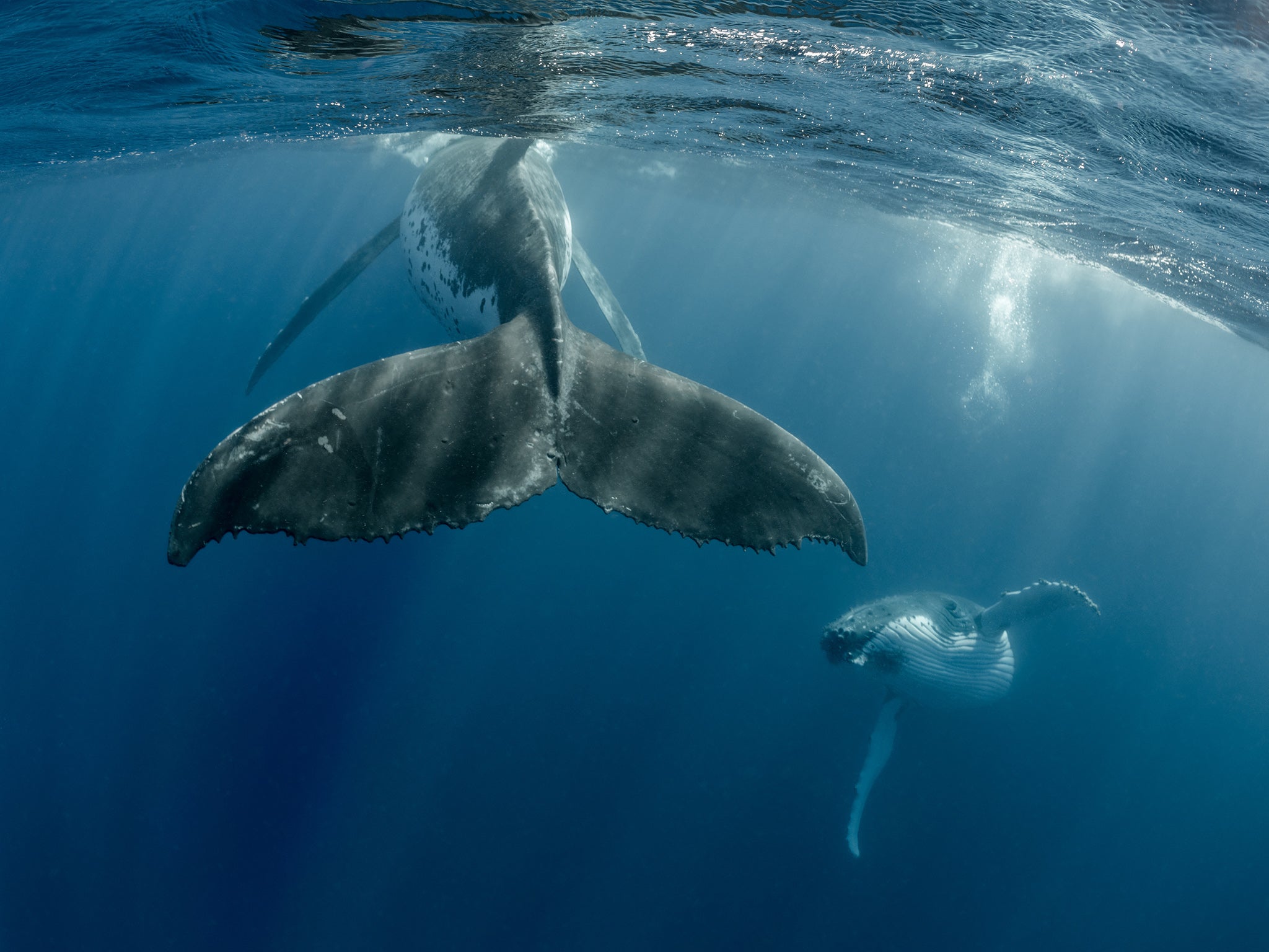 It’s assumed that male humpbacks sing to attract females