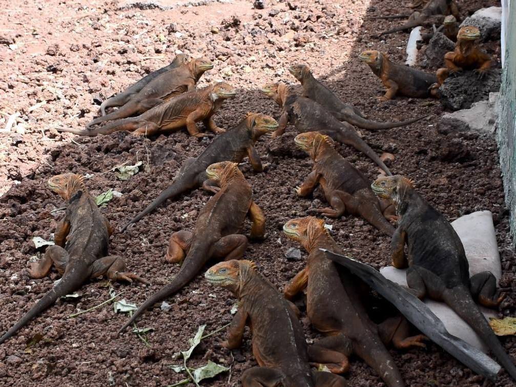 The iguanas were moved from a neighbouring island