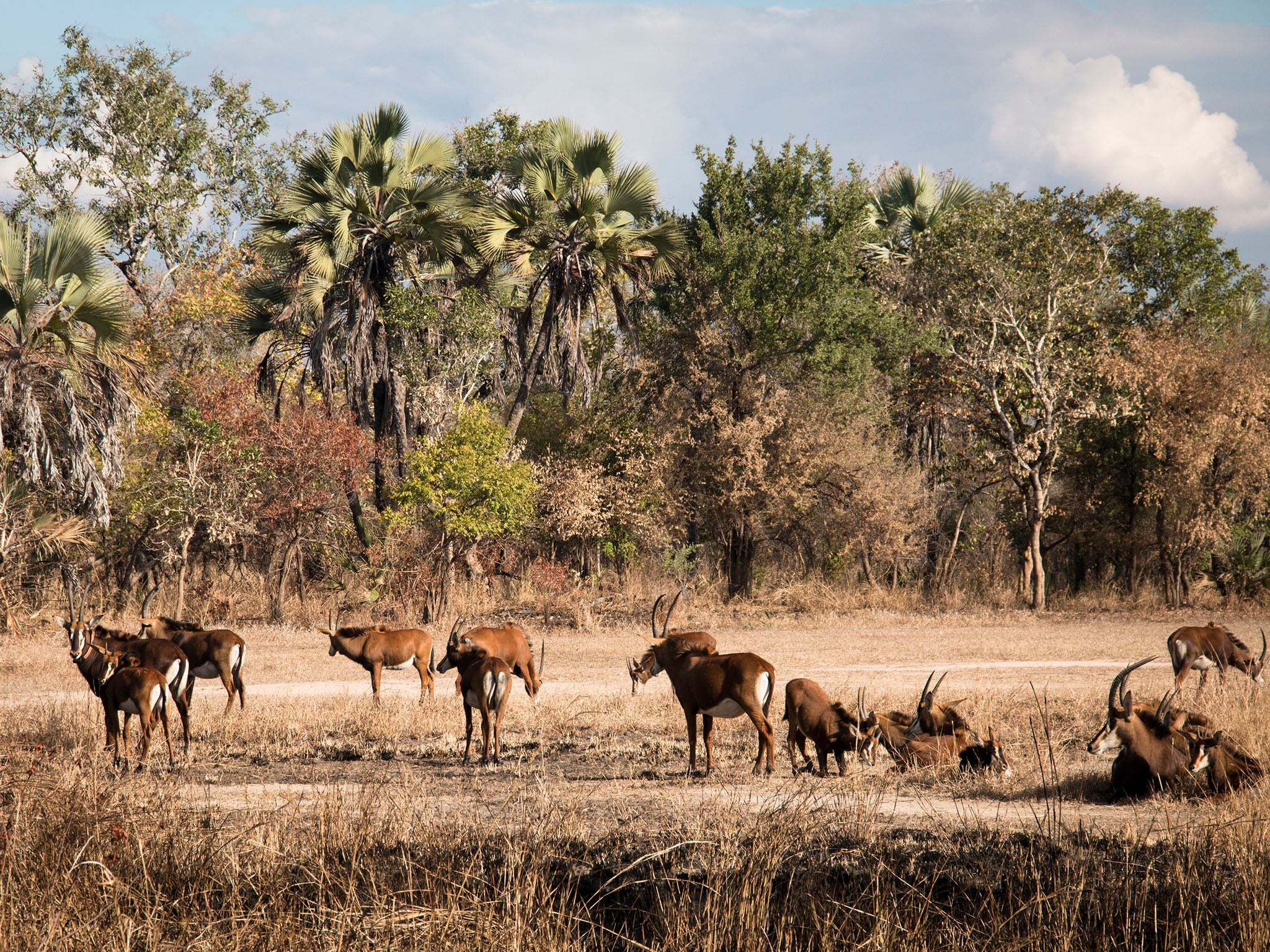 Gorongosa’s wildlife stocks having taken time to be re-established