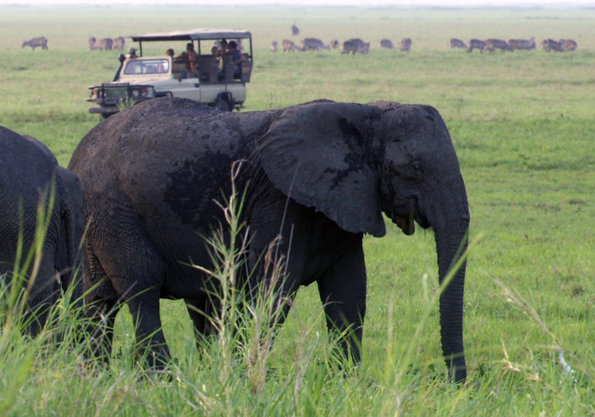 Elephants remain highly suspicious of people in the park (Bob Poole/Gorongosa National Park)