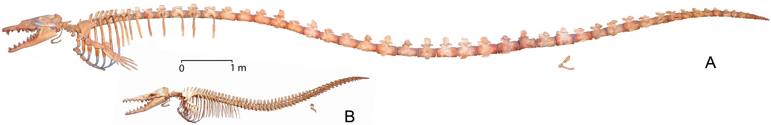 Skeletons of Basilosaurus isis and Dorudon atrox from the Valley of Whales, Egypt, as exhibited at the University of Michigan