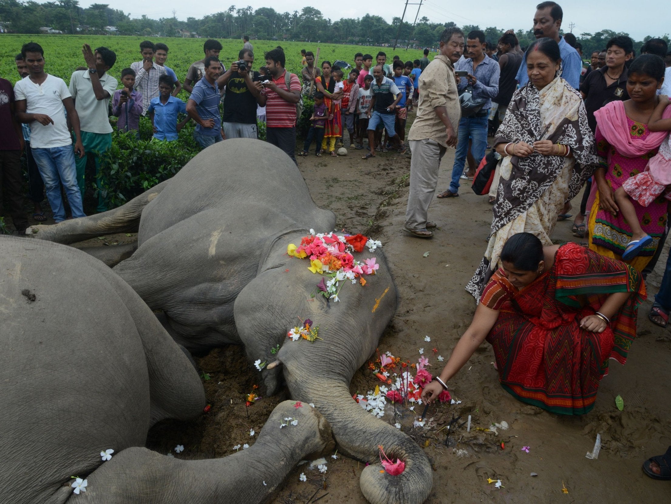 Even large animals such as elephants are at risk of electrocution