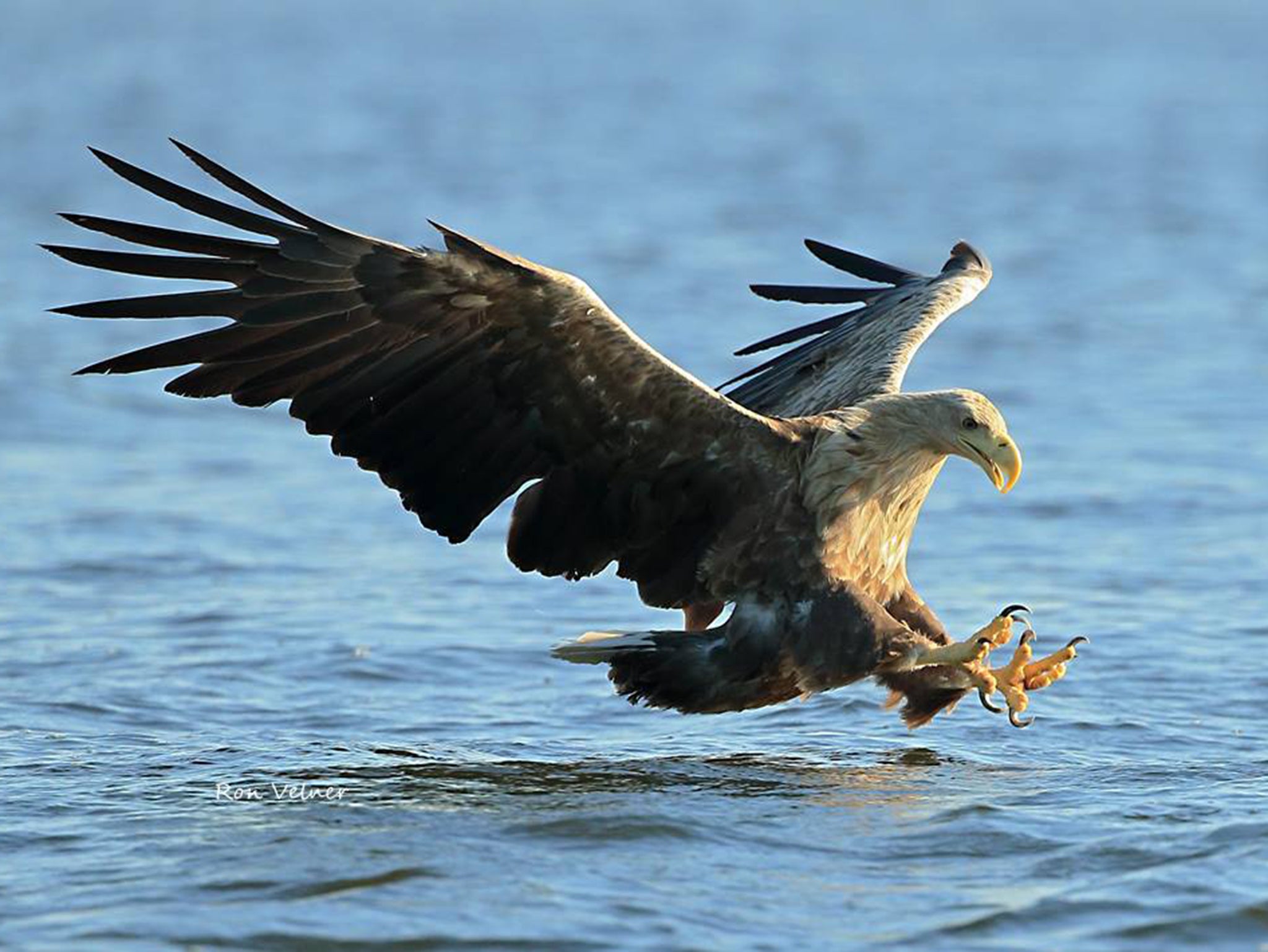 White-tailed eagles are successful hunters and are found as far west as Greenland and as far east as Japan