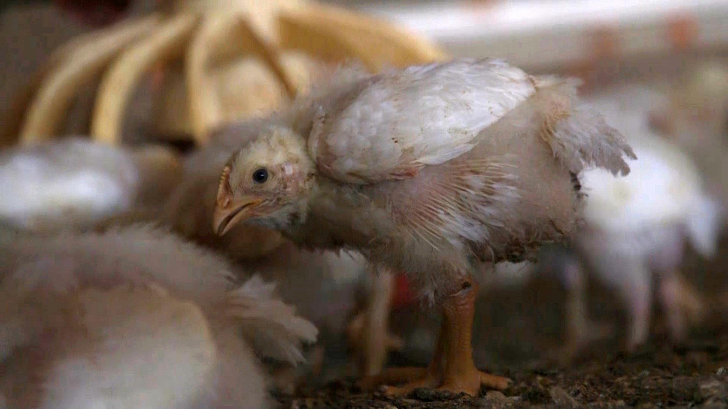 A 14-day-old broiler chicken in a commercial indoor system