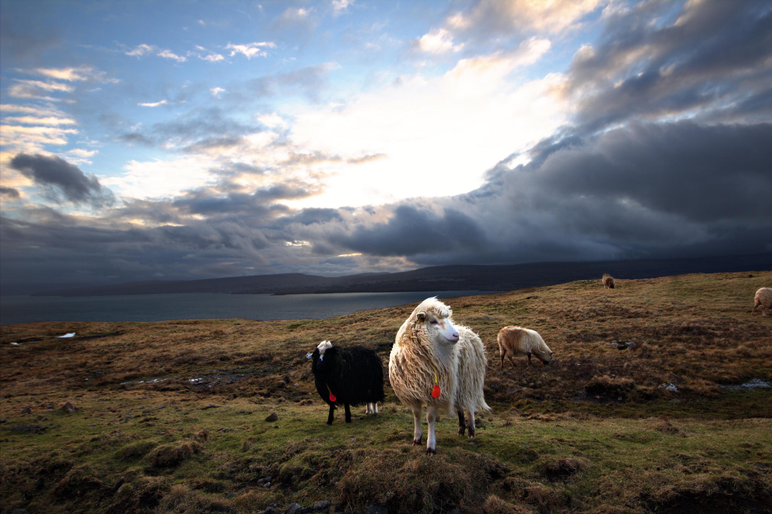 The Faroe Islands have a voluntourism scheme