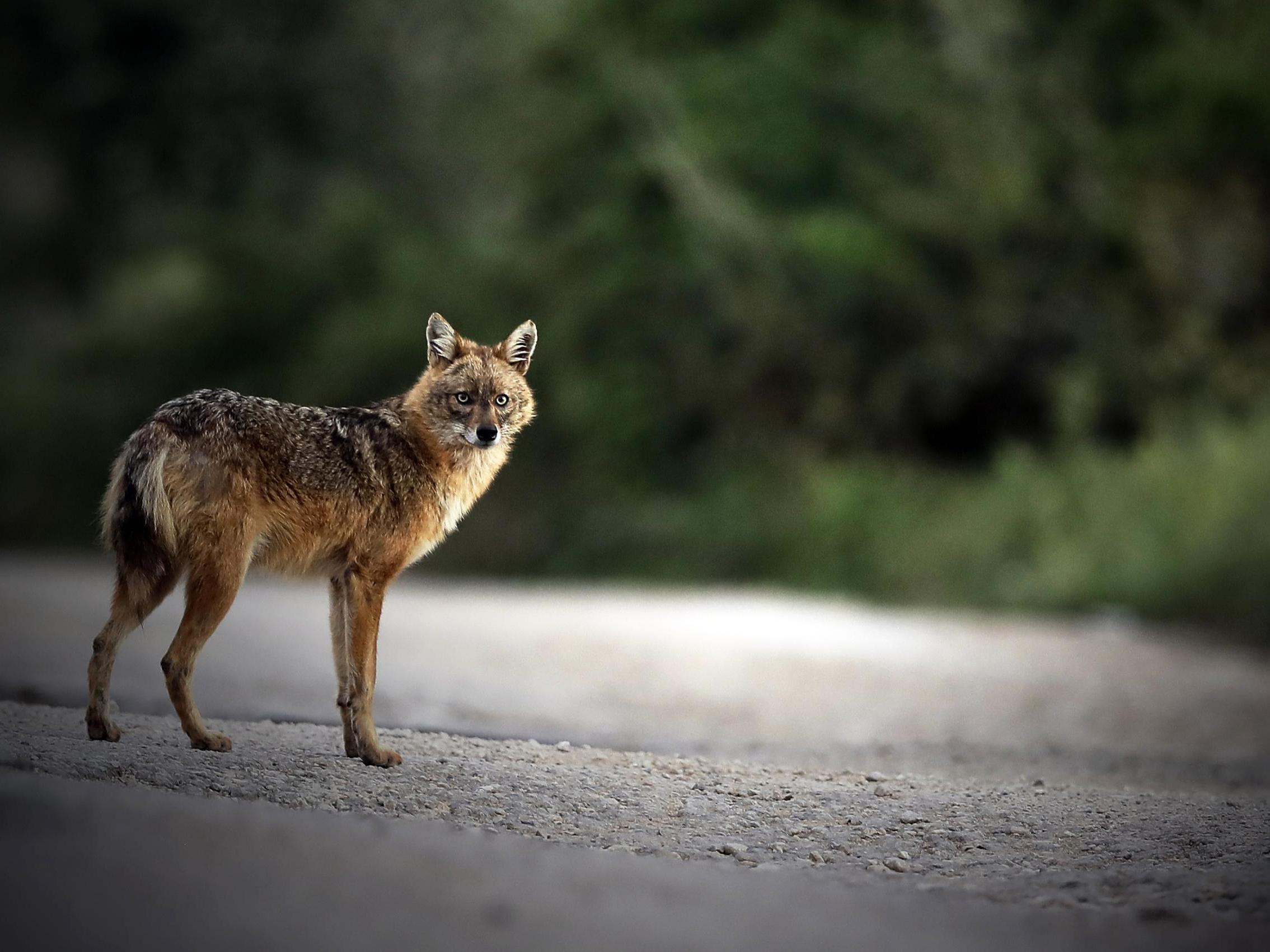 Golden jackals strongly resemble wolves but they are much smaller. They are mostly nocturnal and known to be opportunistic feeders.