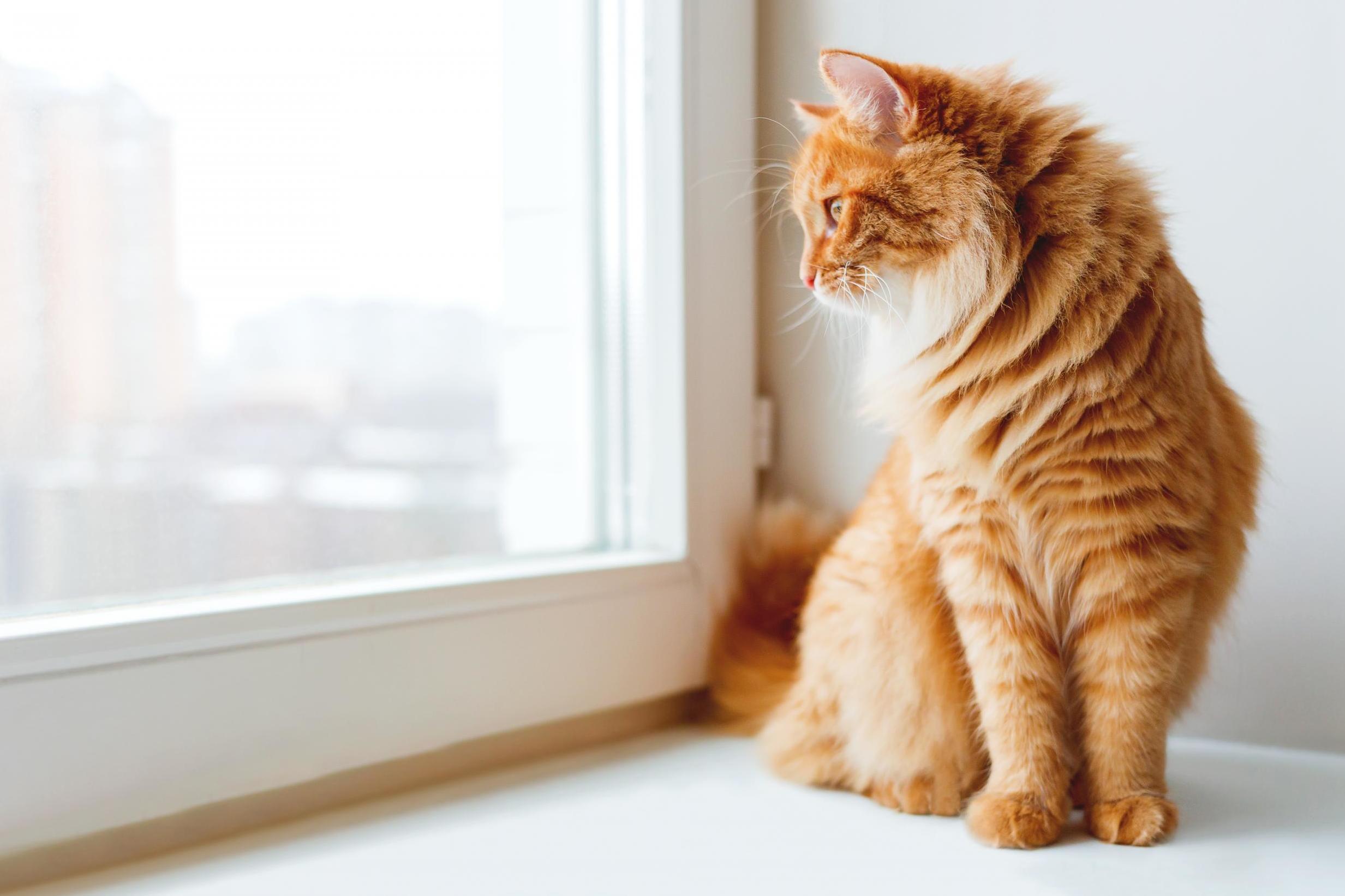 Two cats are living alone in a studio apartment in Silicon Valley (Stock)