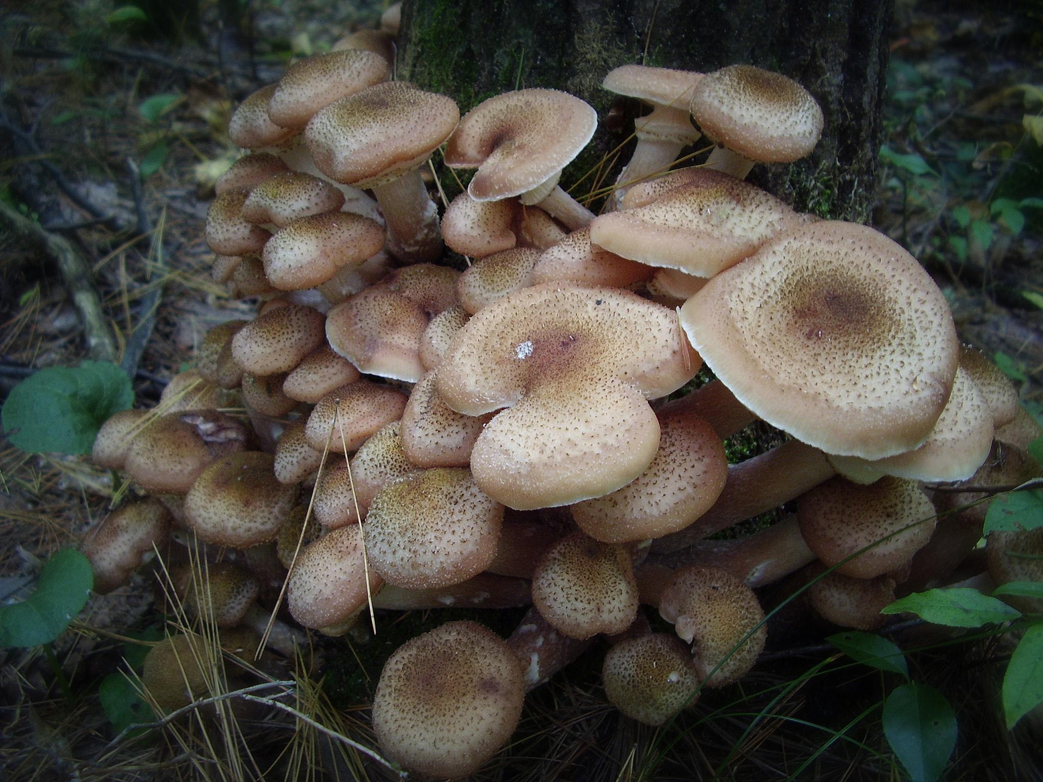 Large honey mushrooms cluster on tree stump