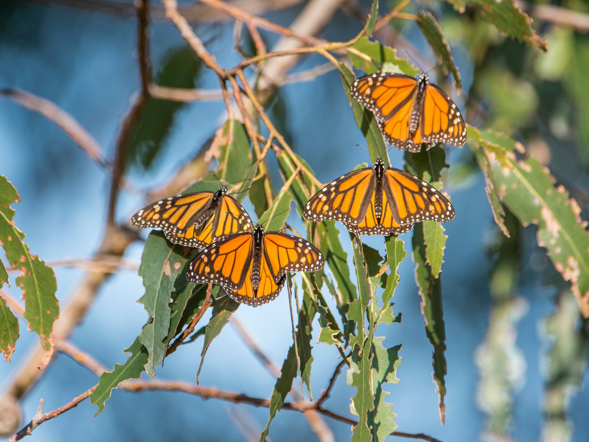 Monarch butterflies could face extinction