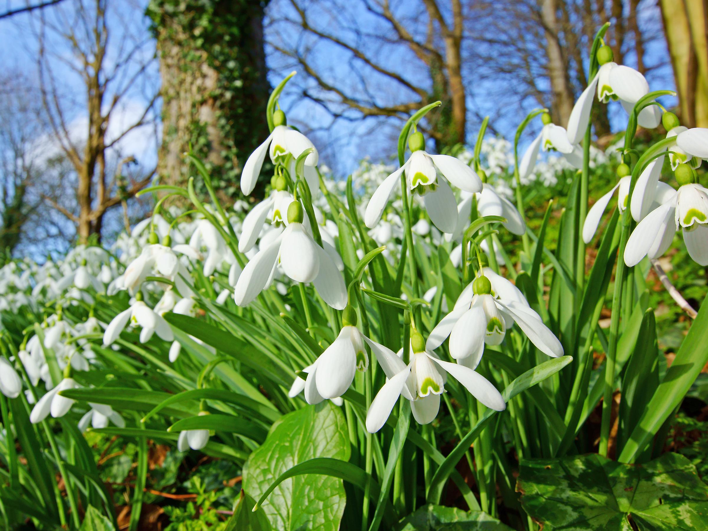 Snowdrops appeared as early as October