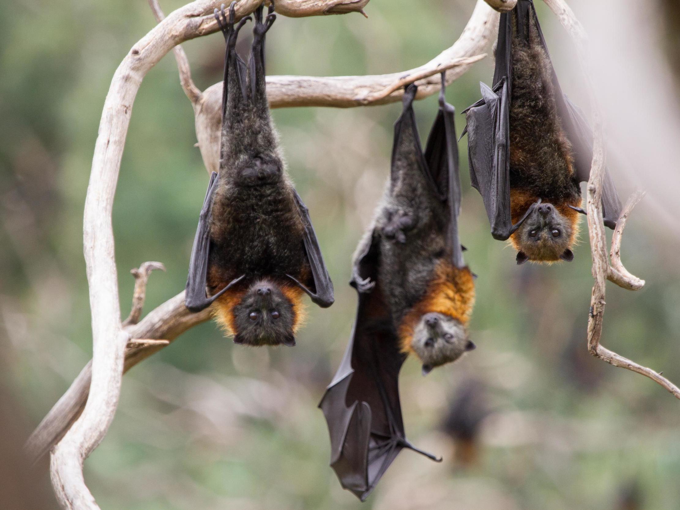 Flying foxes can die from overheating in temperatures exceeding 42C. In parts of Australia, record-breaking heat has risen to 49C