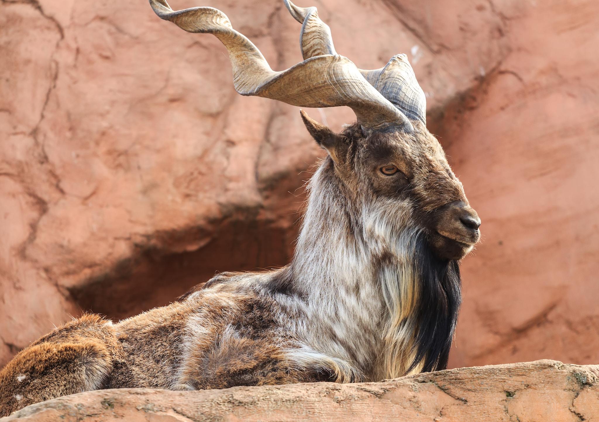 Markhor watching terrain lying on the rocks