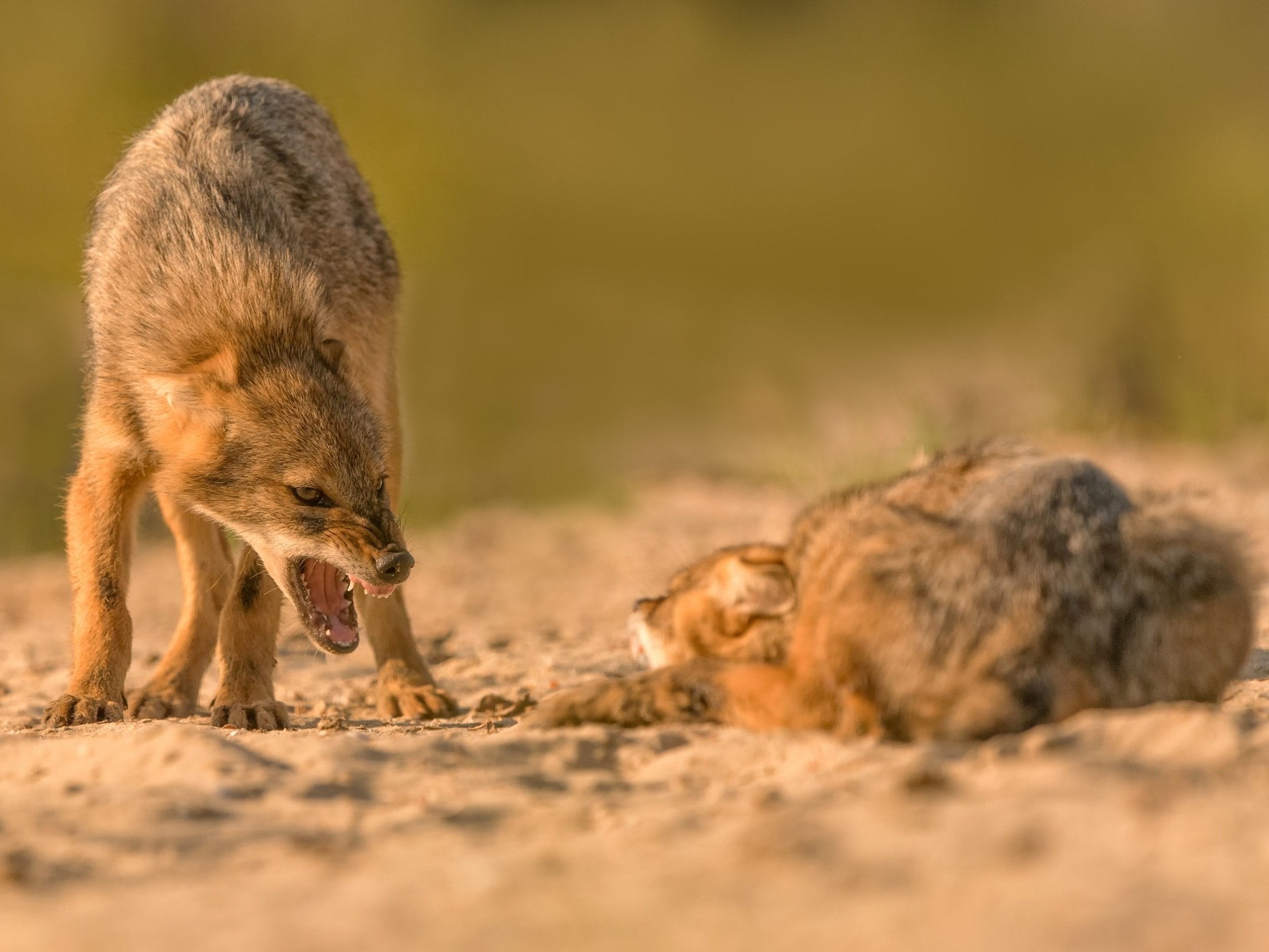 &#13;
Smaller than North American coyotes, golden jackals weigh an average 20 pounds &#13;