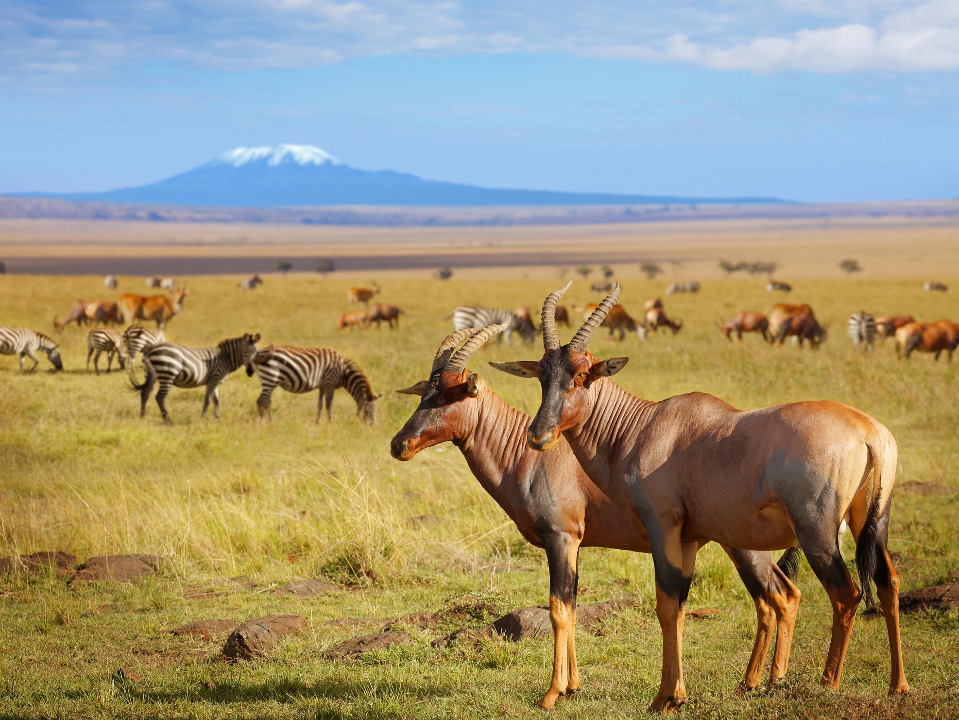 The current Red List of Threatened Species covers over 90,000 species, and keeping track of them is difficult