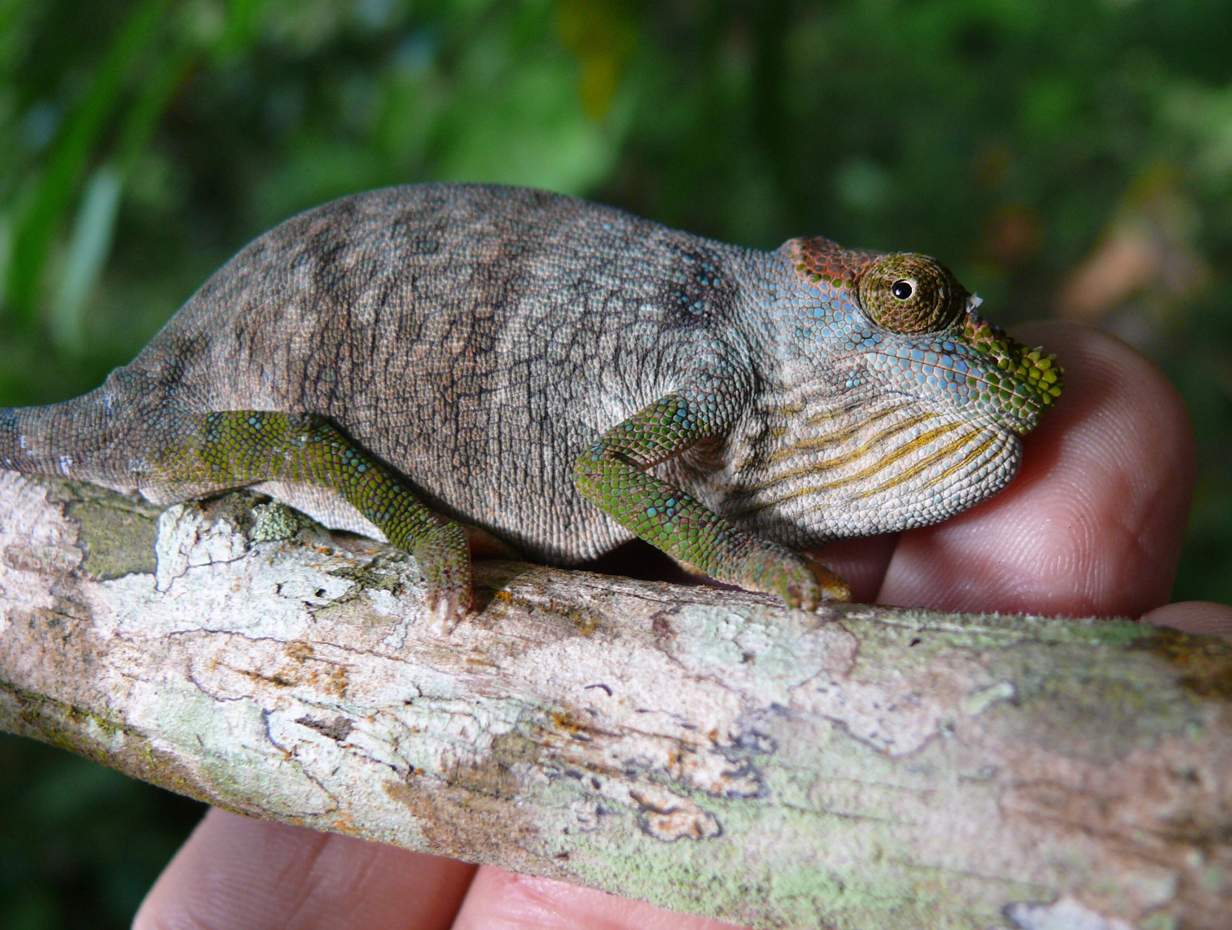 Endangered Magombera chameleons are among the vulnerable species found in the newly protected forest