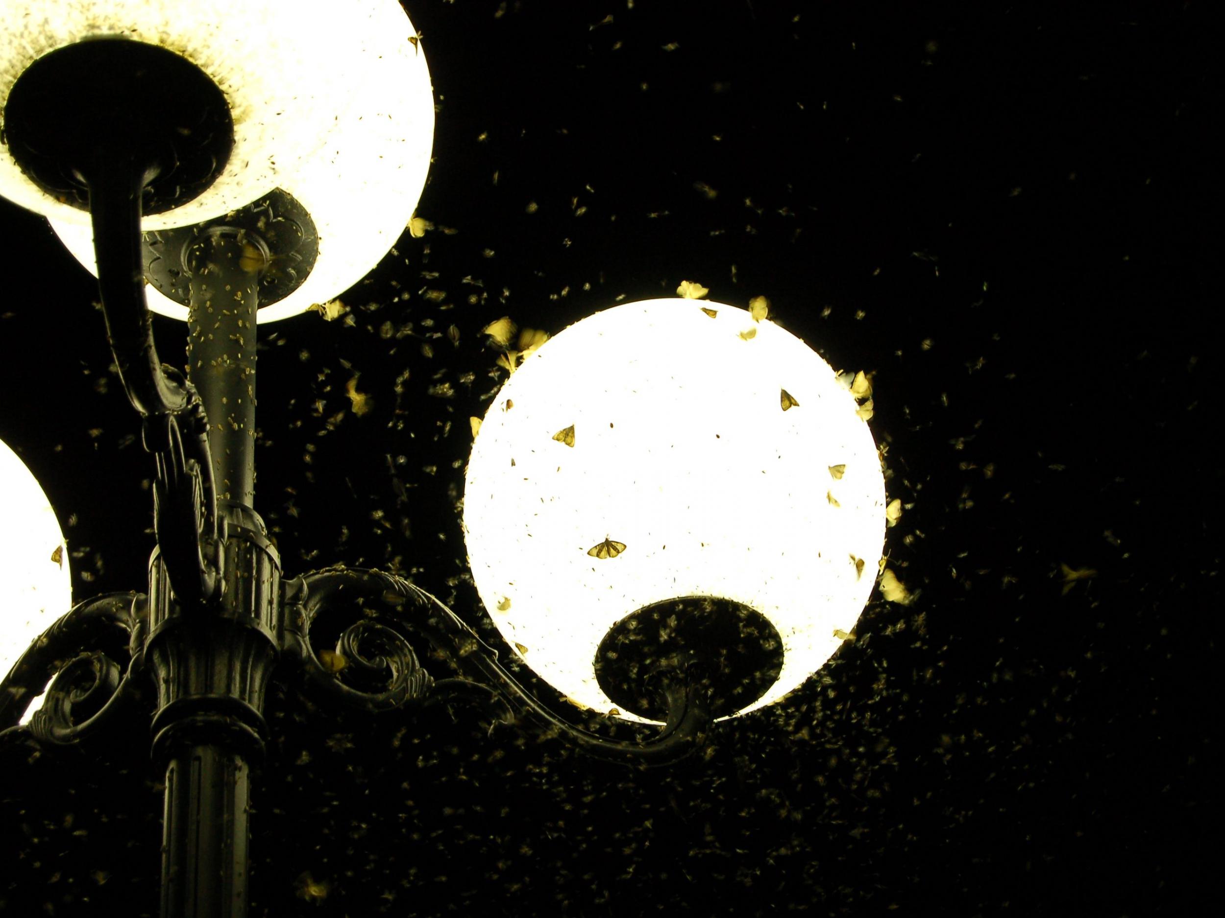 Street lights disrupt the natural cycles of nocturnal creatures