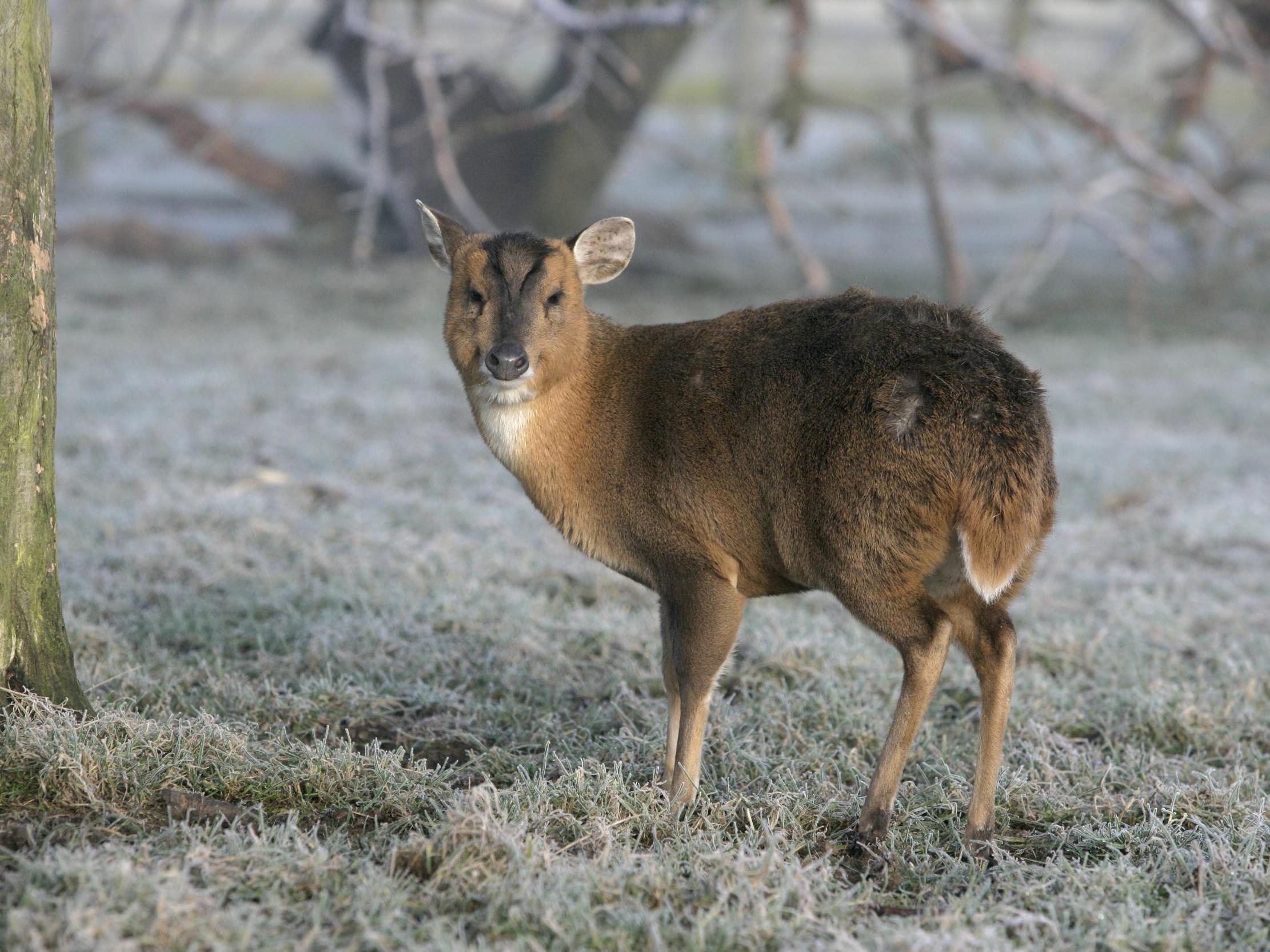 Muntjac deer