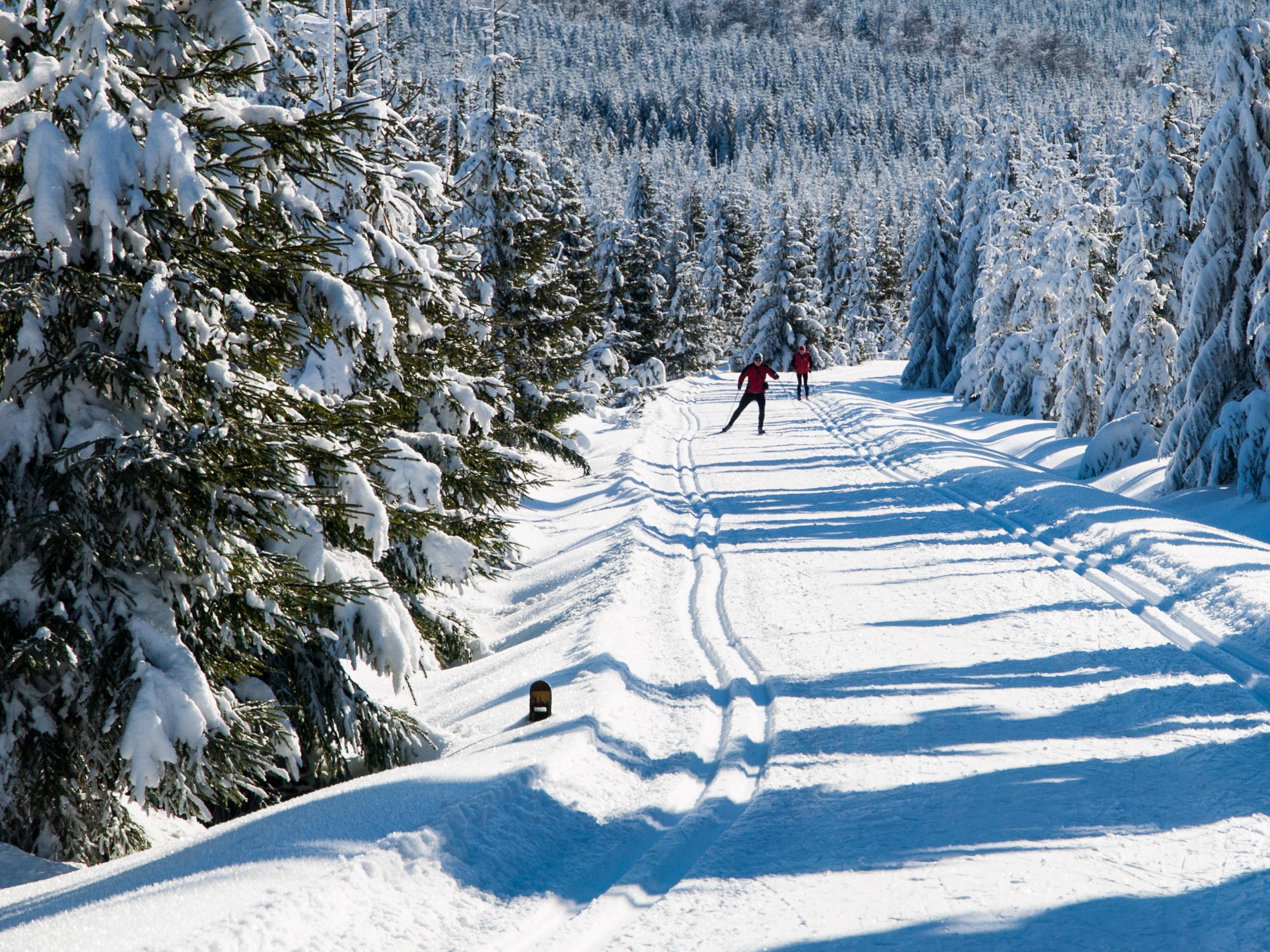 Cross-country skiing in the forest