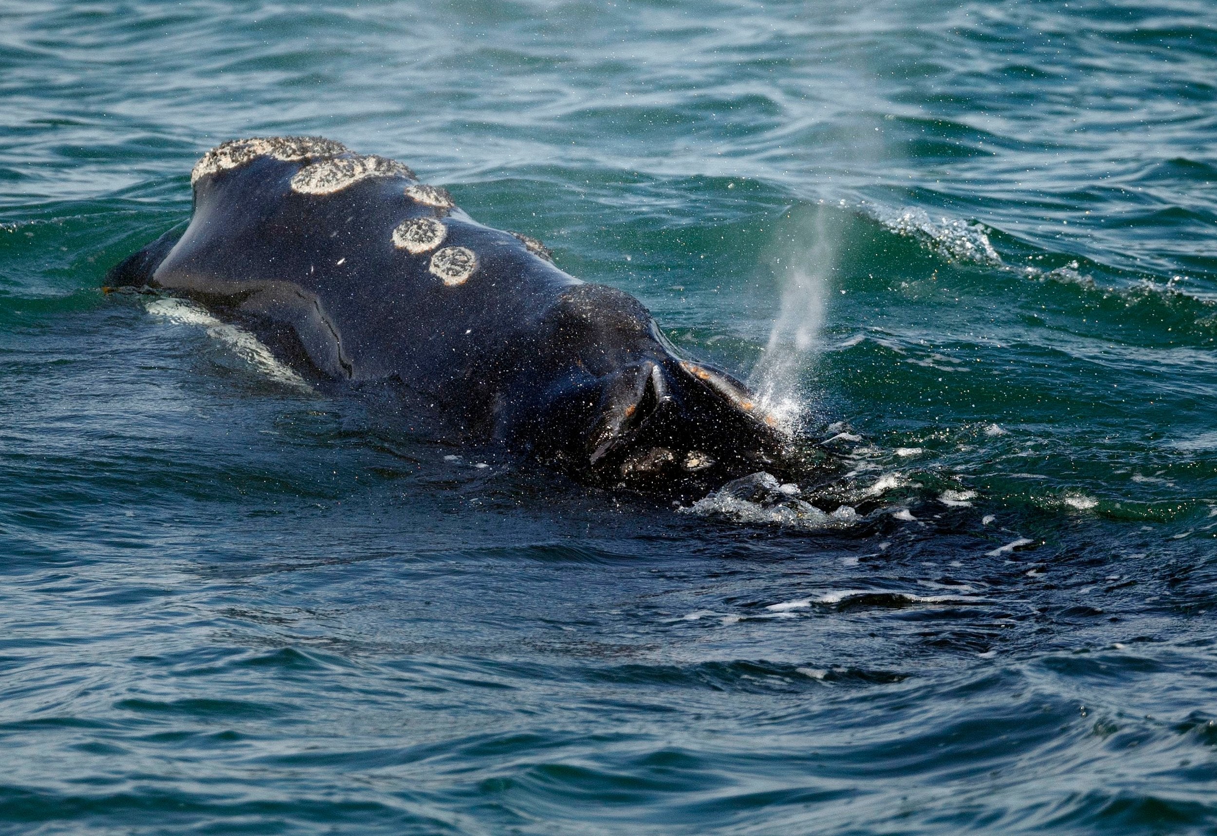 The number of North Atlantic right whales has declined to 411, according to a soon-to-be-released count