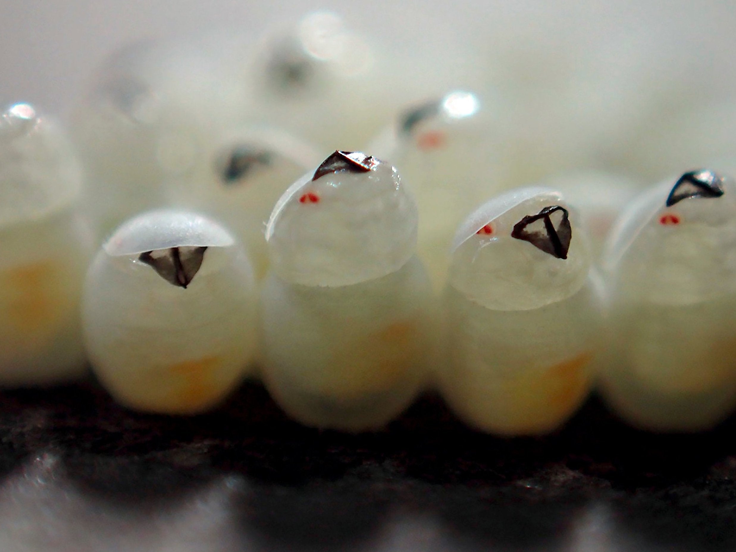 Why do stink bug eggs hatch virtually in unison?