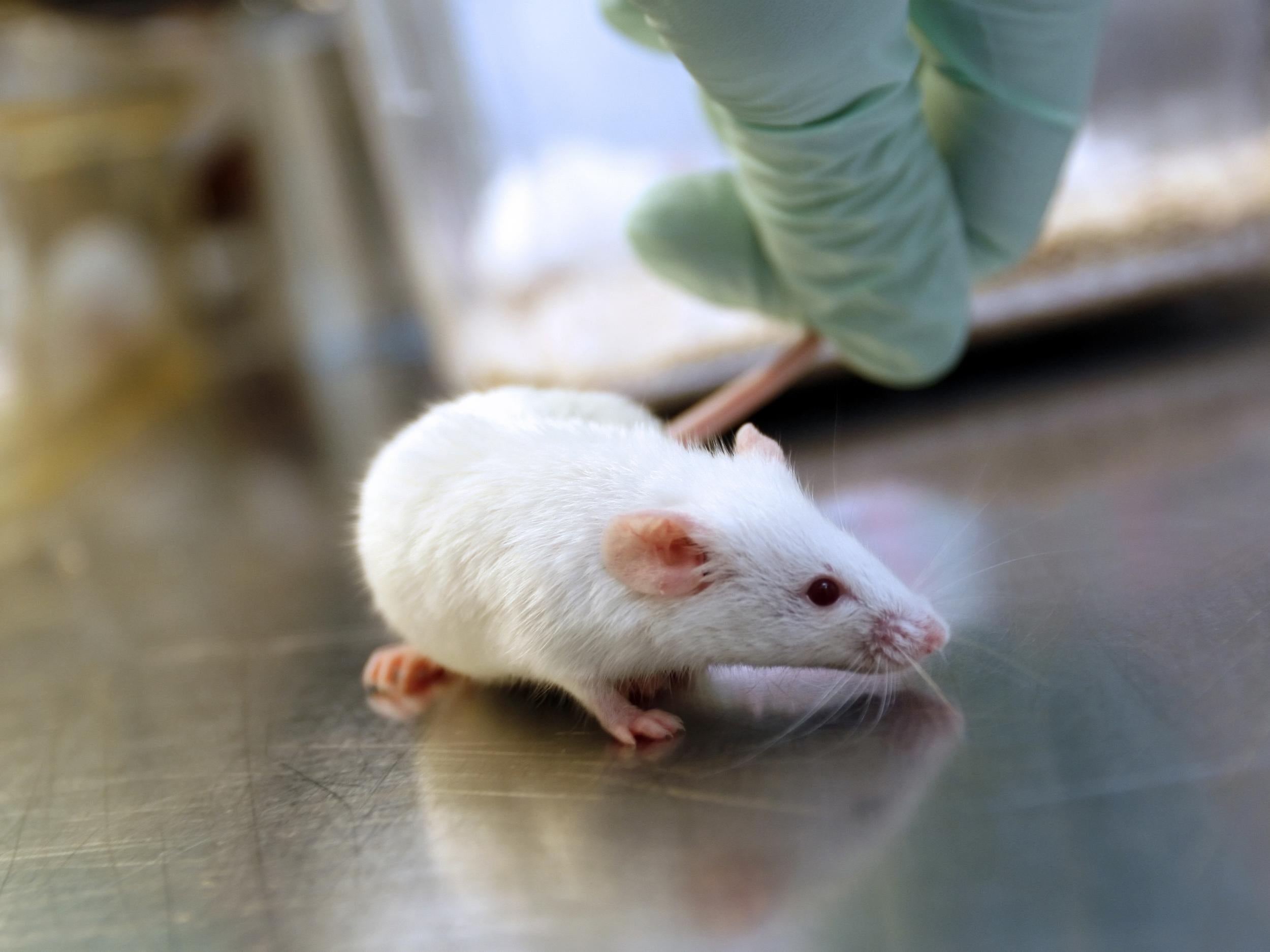 Lab mice used in the experiment were more likely to produce offspring with darker fur after the gene drive technique was used