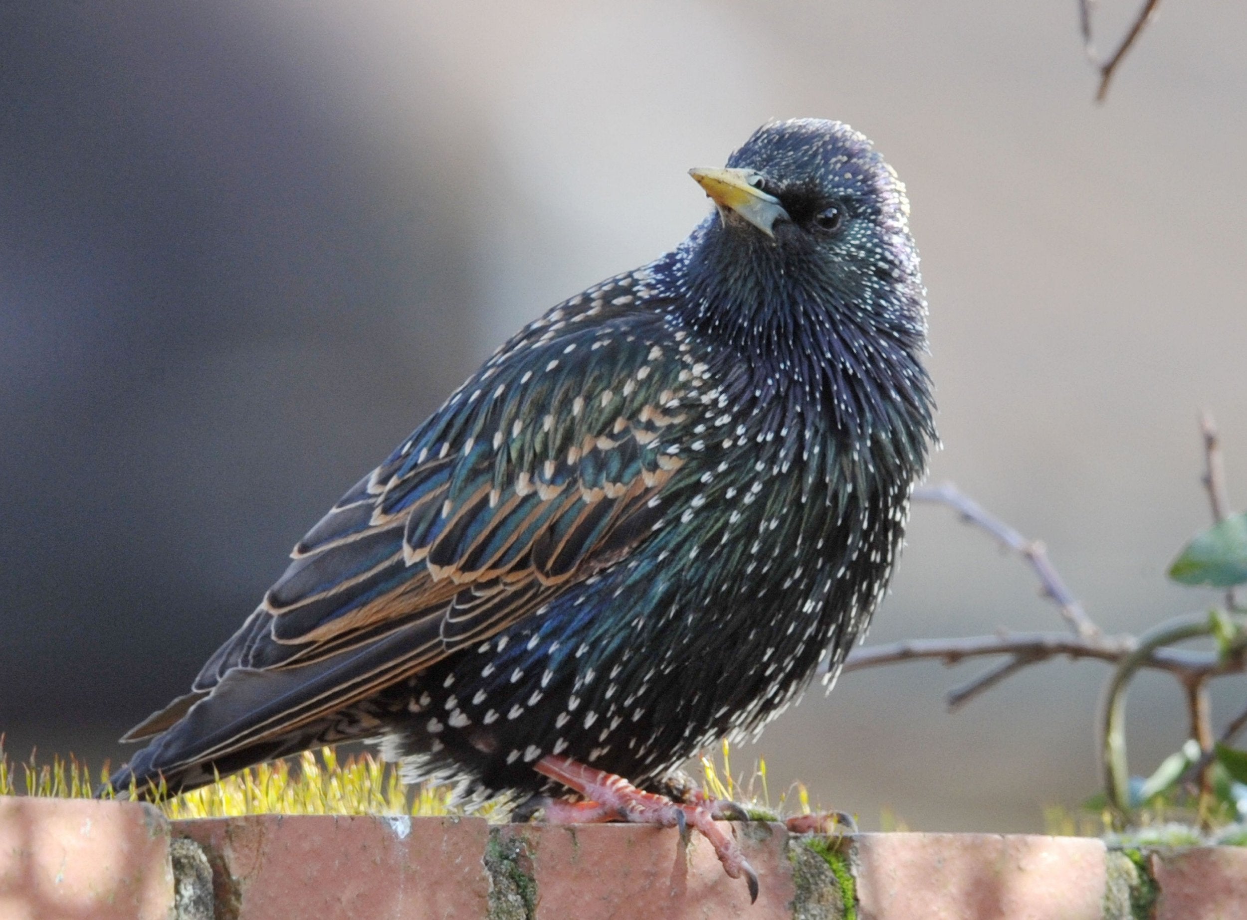 Since 1979, the average number of starlings seen in the Big Garden Birdwatch has fallen by four-fifths