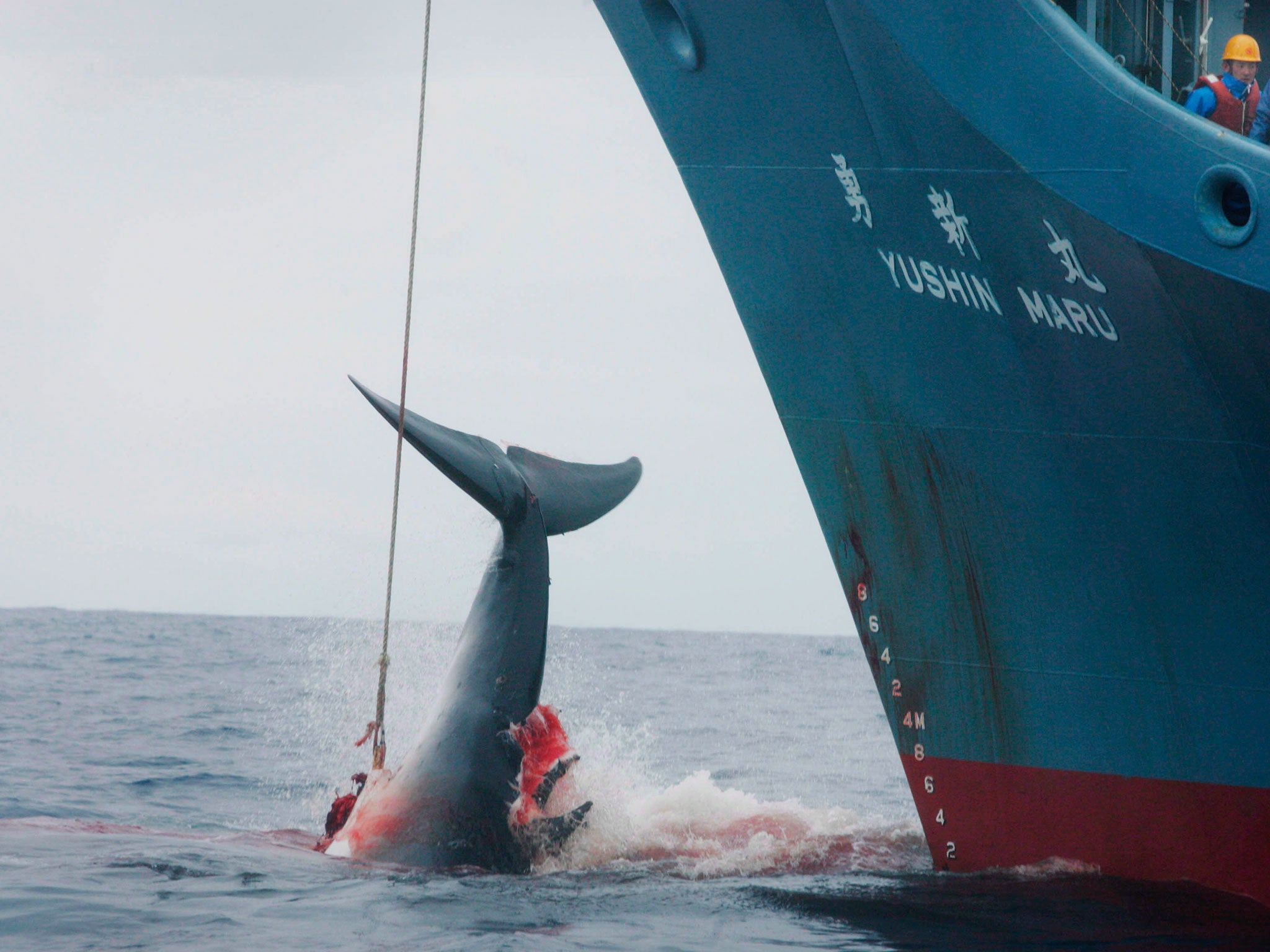 Commercial whaling has been banned since 1986, but Japan has continued controversial ‘scientific’ hunting expeditions