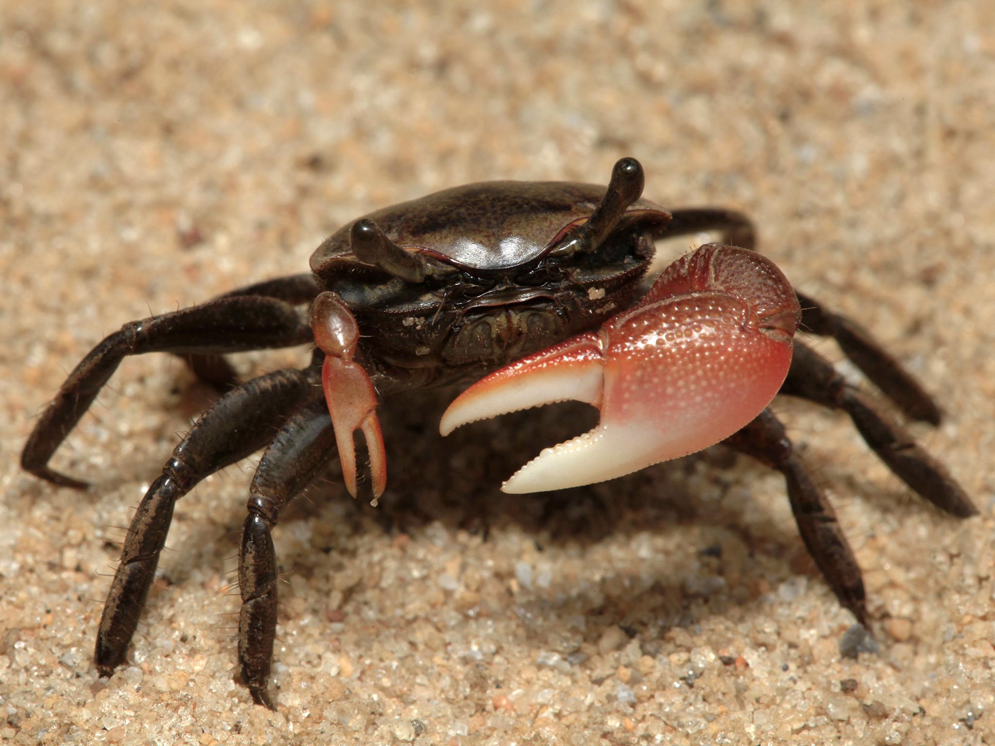 If a male fiddler loses its large claw, it will grow another on the opposite side after moulting