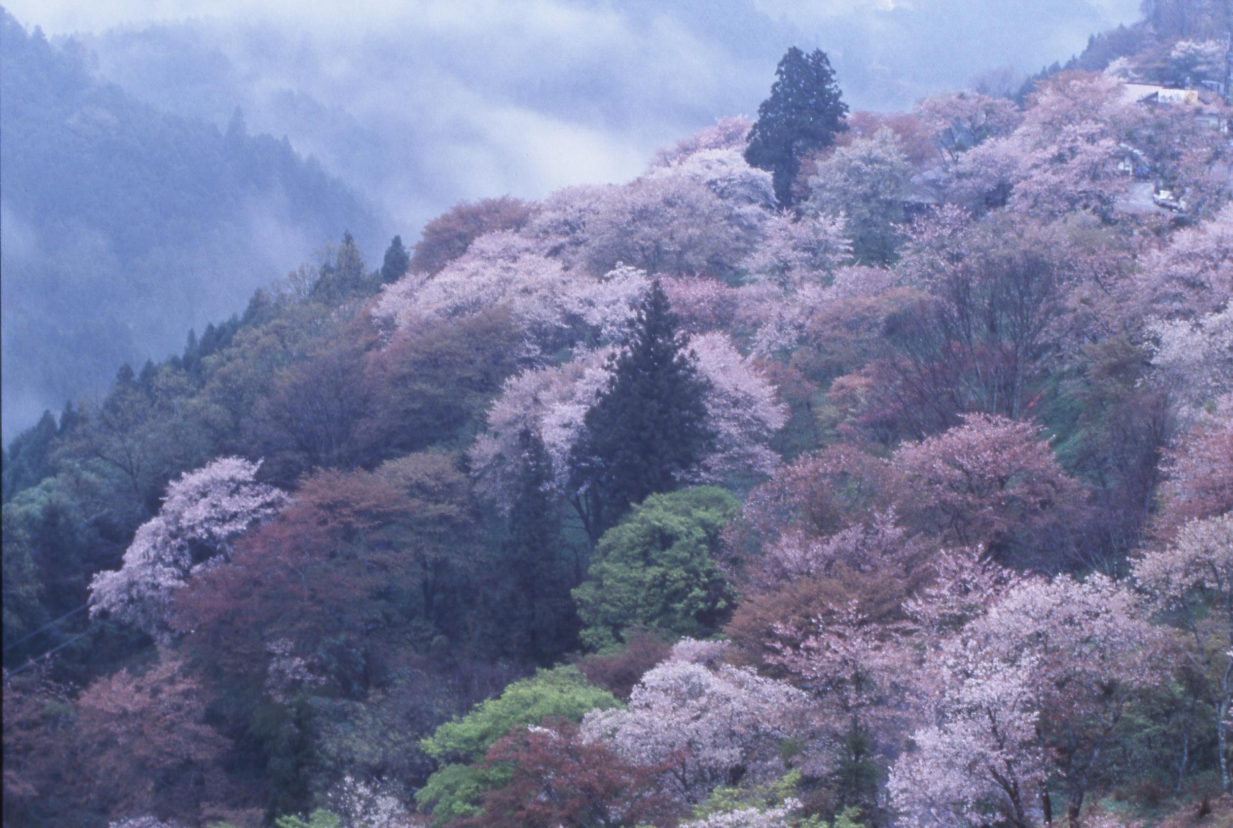 Flowering Nara Park