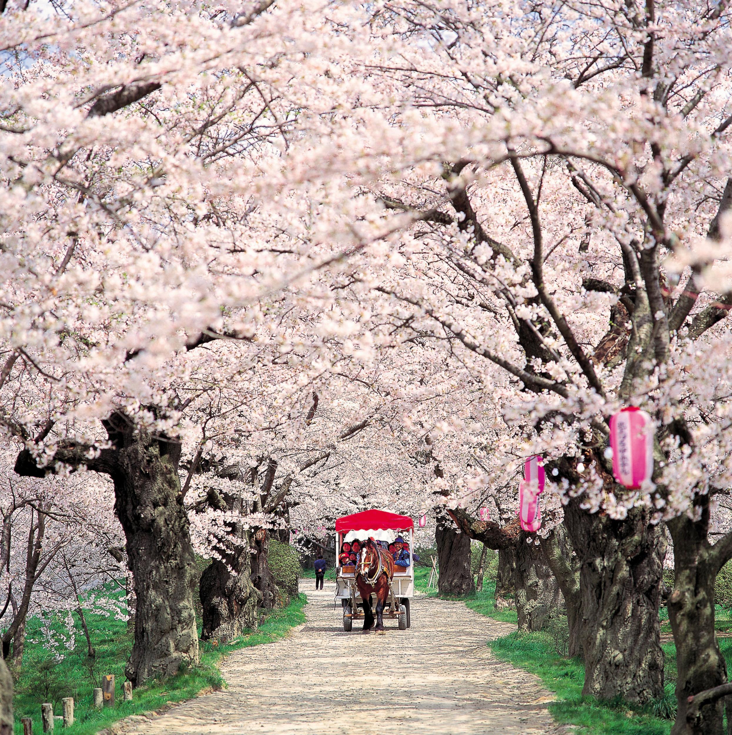 Kitakami Park in Iwate Prefecture