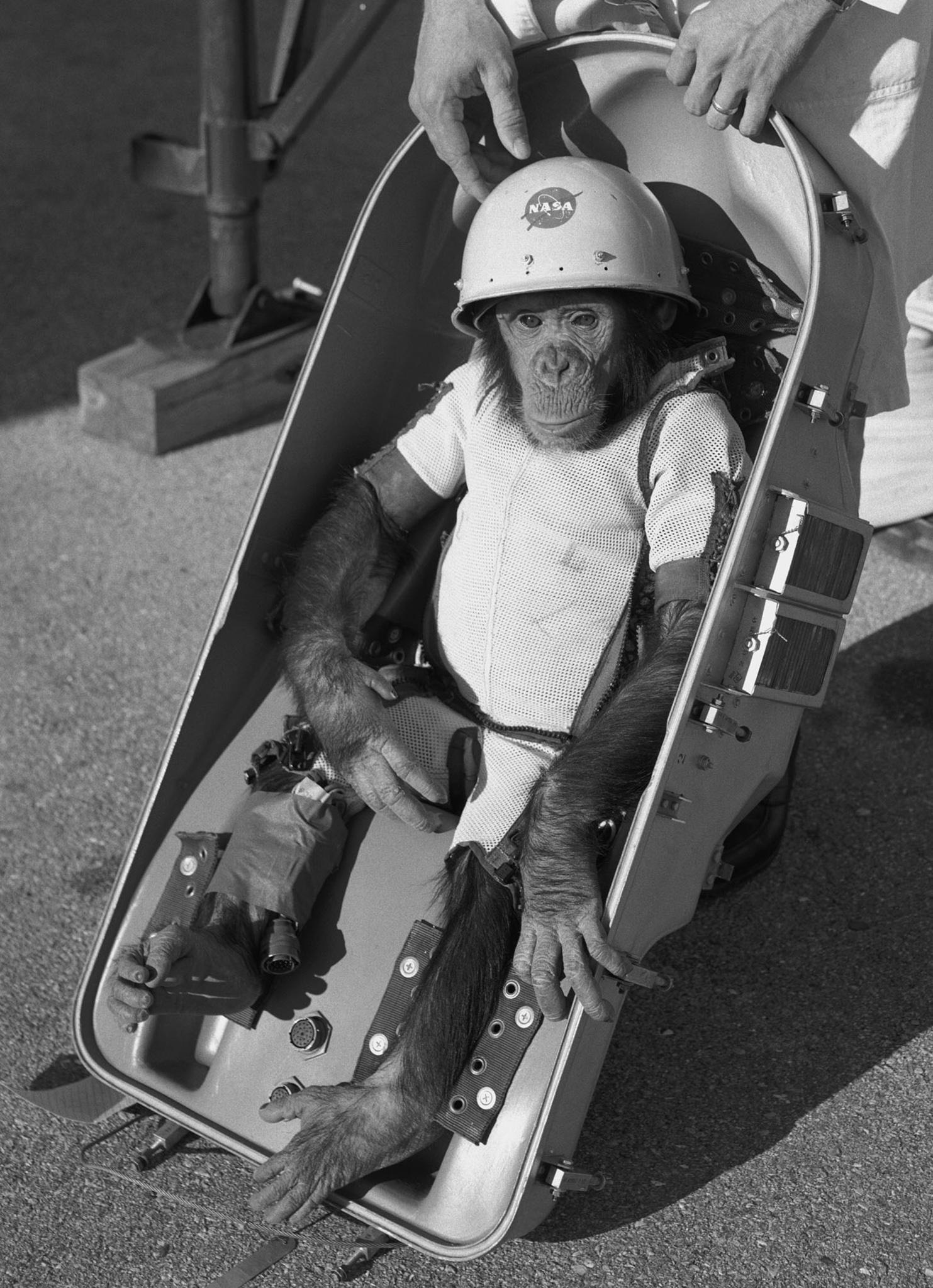 Ham the Chimp was the first living creature to fly above the atmosphere on 31 January 1961