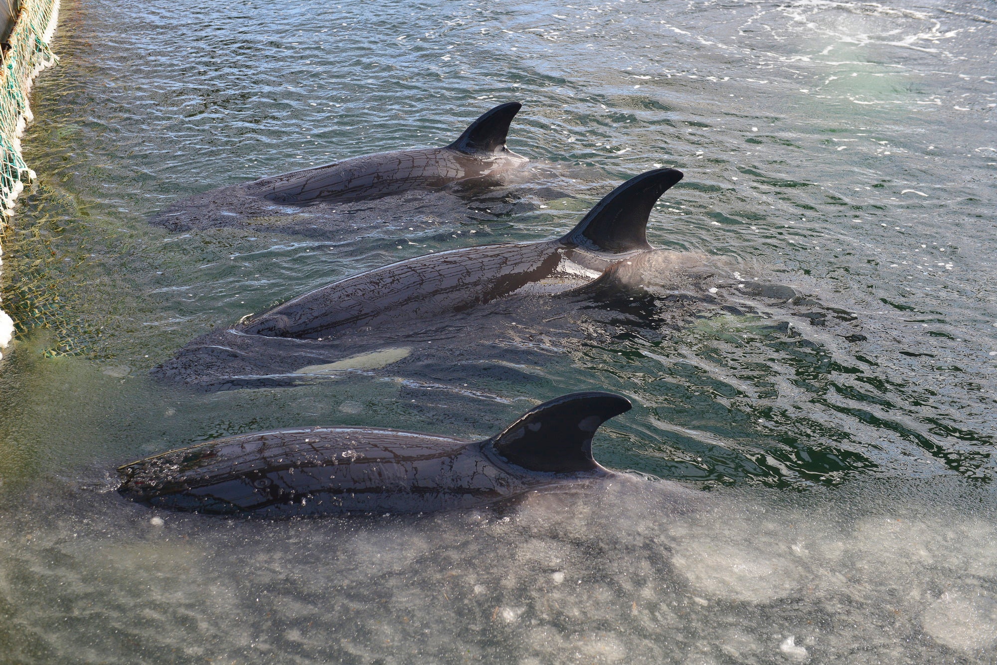 Unlike belugas, orcas are not well suited to icy water