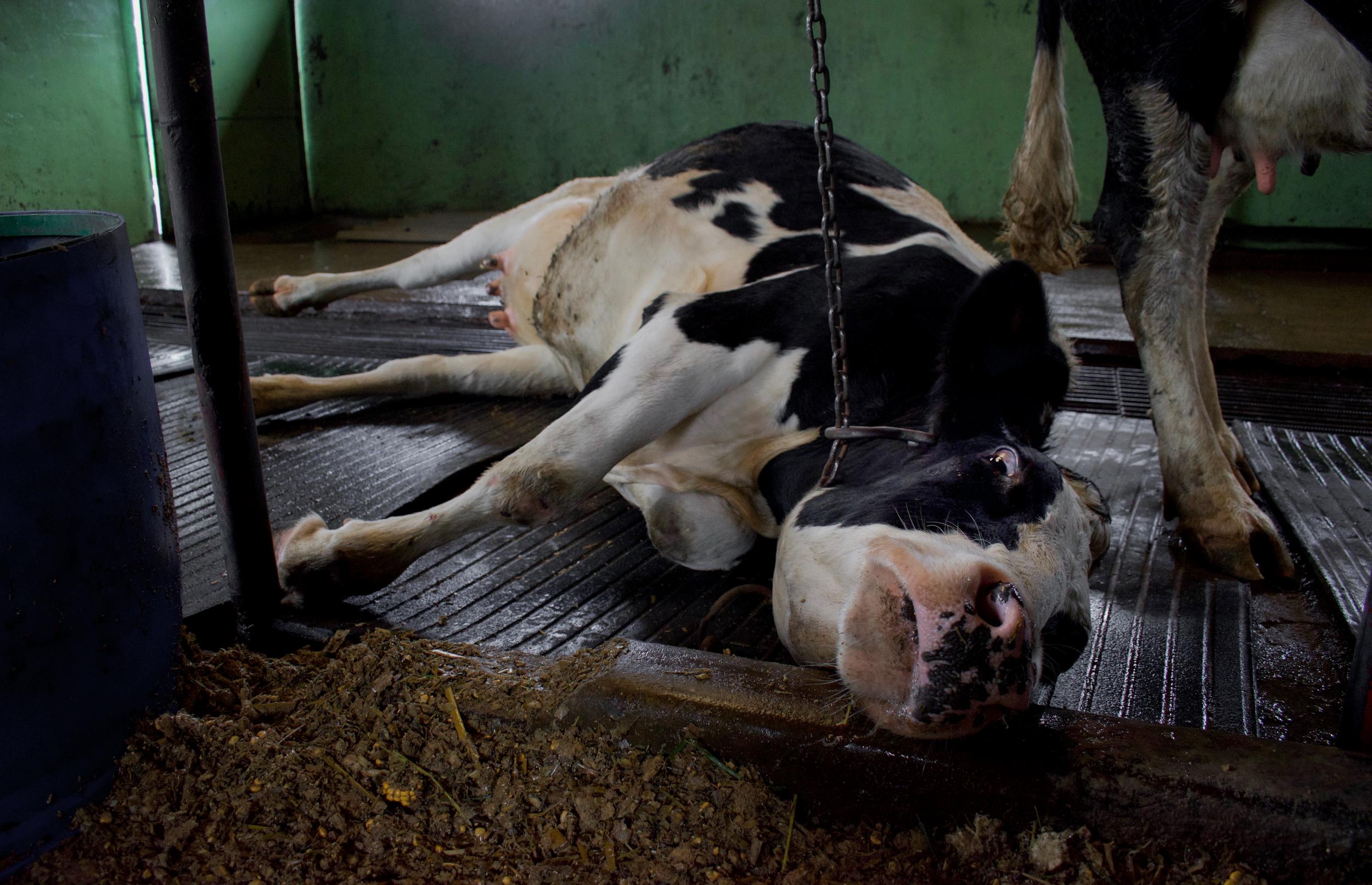 Cows were filmed with chains so short they could barely move