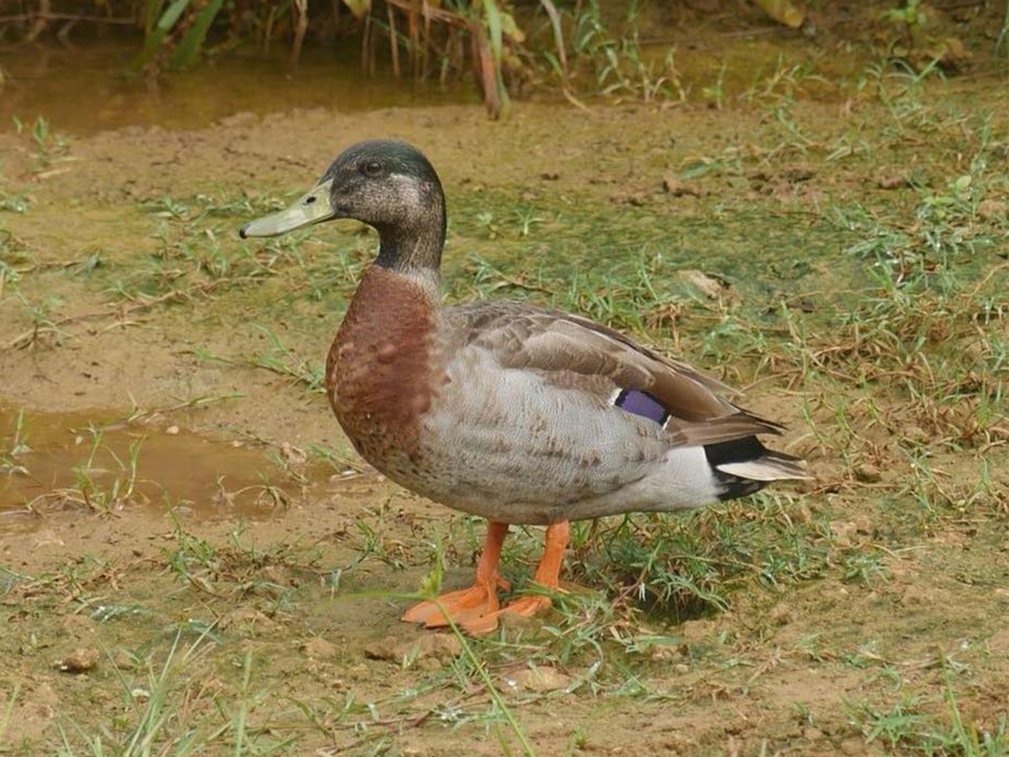 Trevor arrived on Niue in 2018