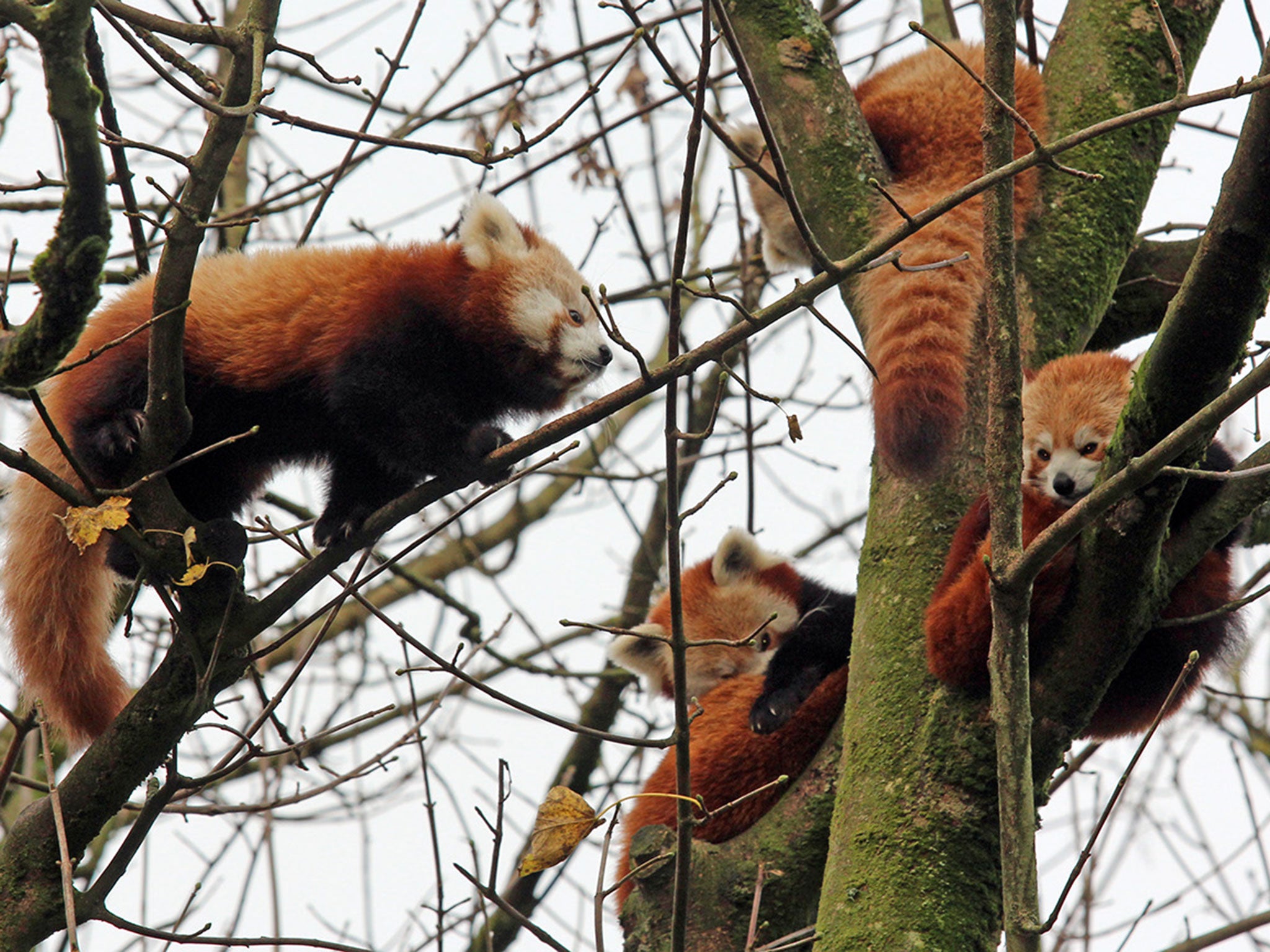 The entire red panda family at the zoo