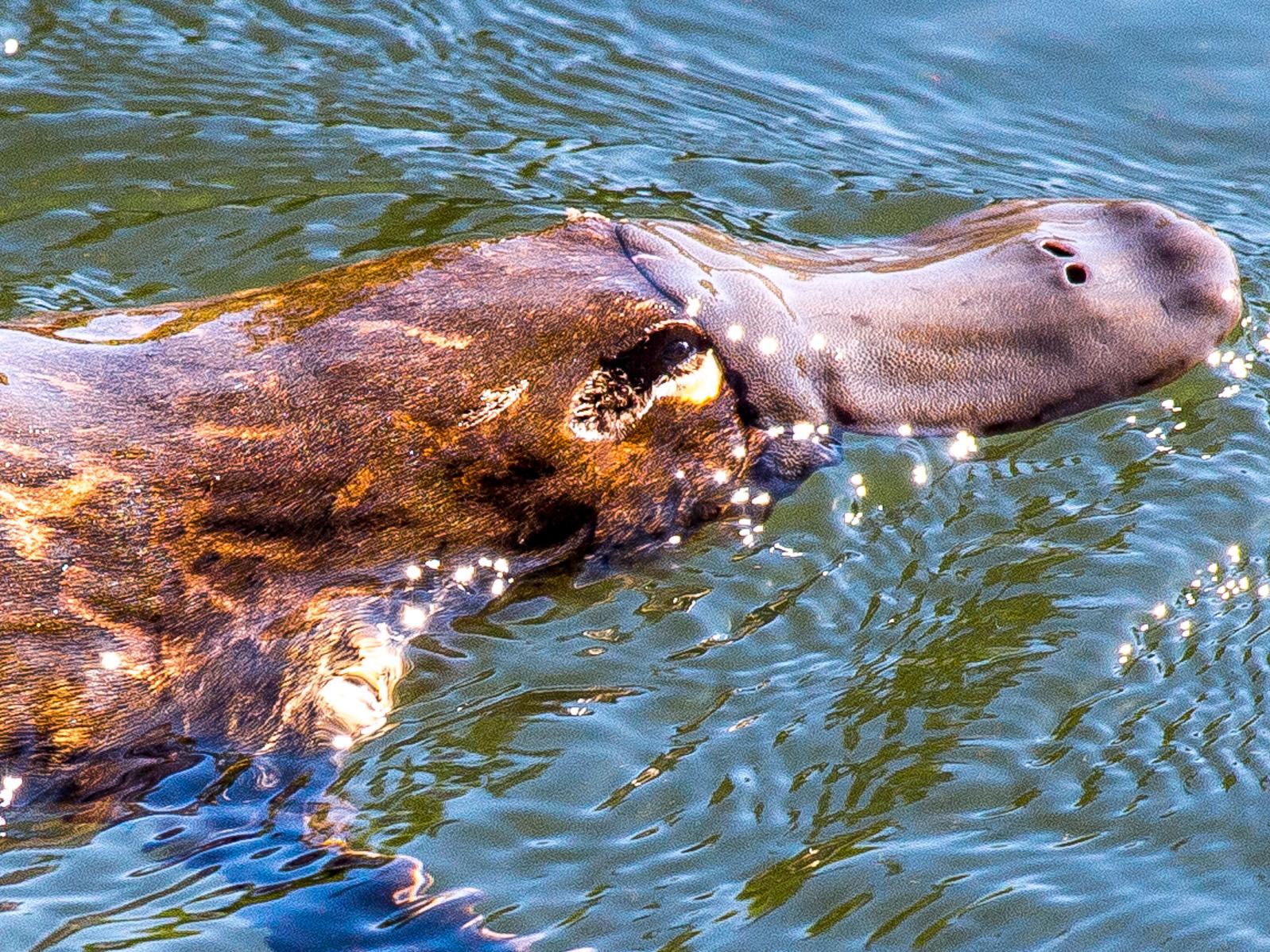 The duck-billed platypus is one of only two egg-laying mammals on the planet