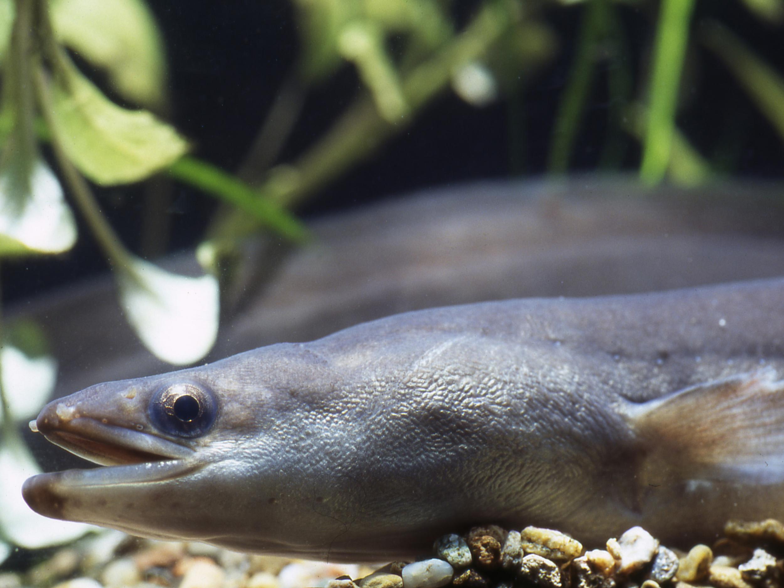 Eels in Europe are threatened by overfishing, dam construction and pollution