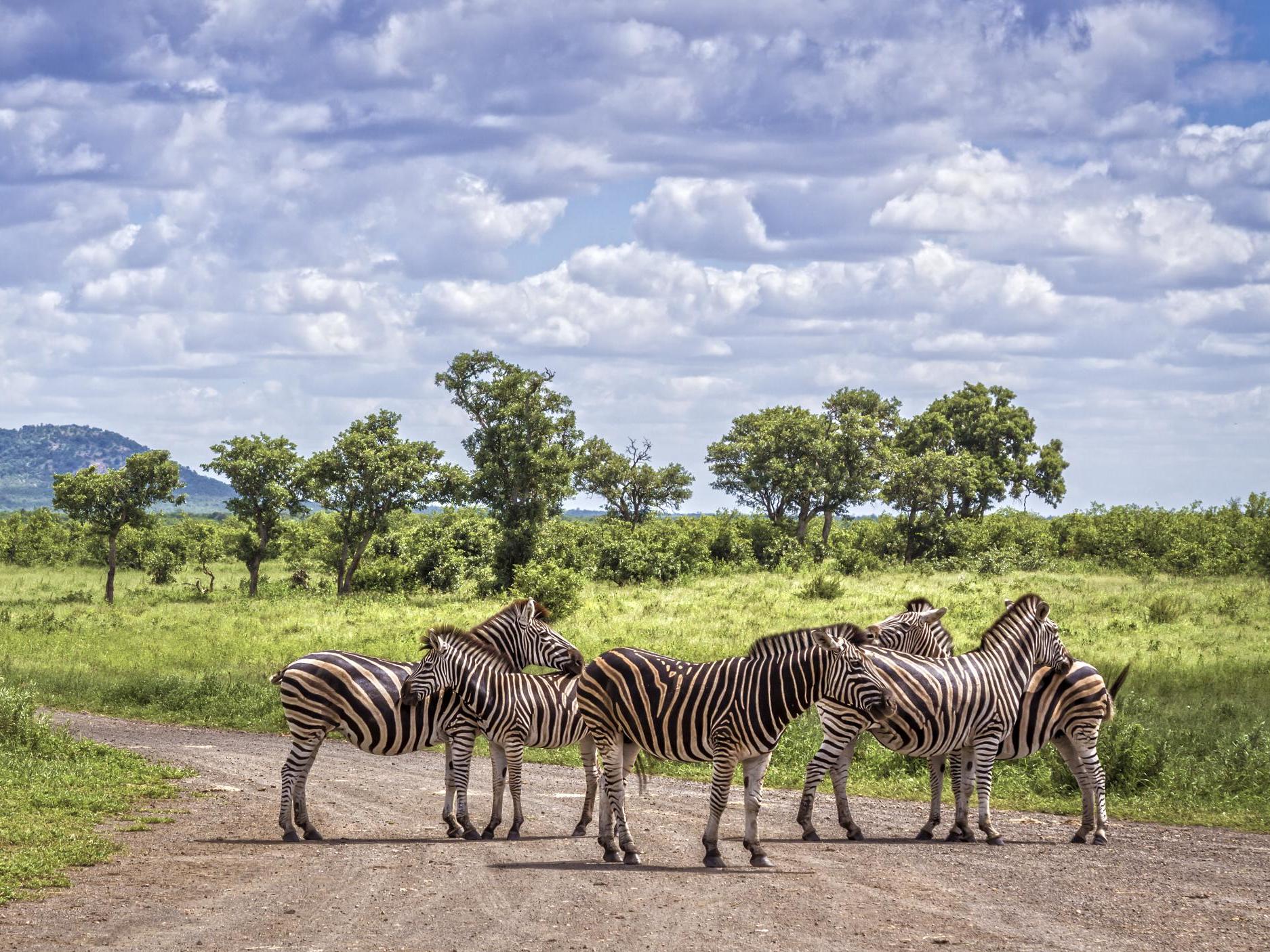 Spend Valentine's Day with in South Africa’s Kruger National Park